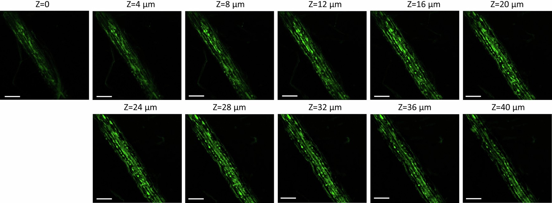Extended Data Fig. 2