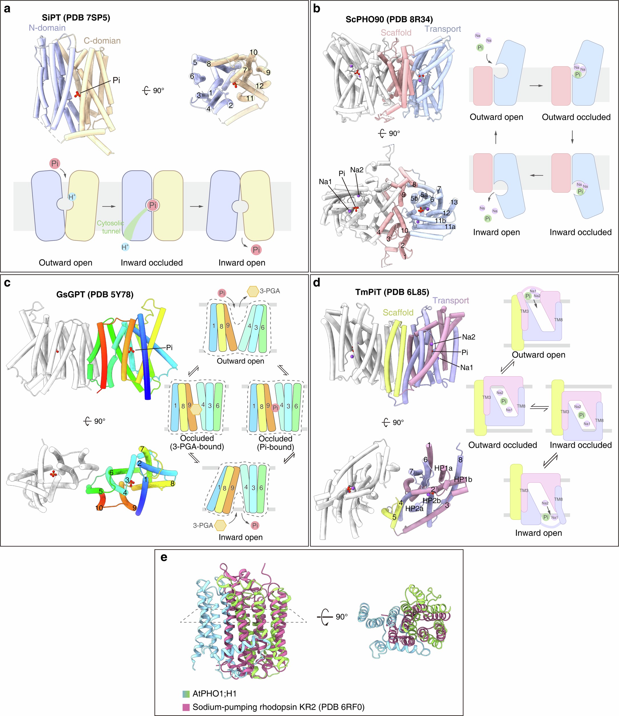 Extended Data Fig. 4: The structure and transport mechanism of Pi transporters.