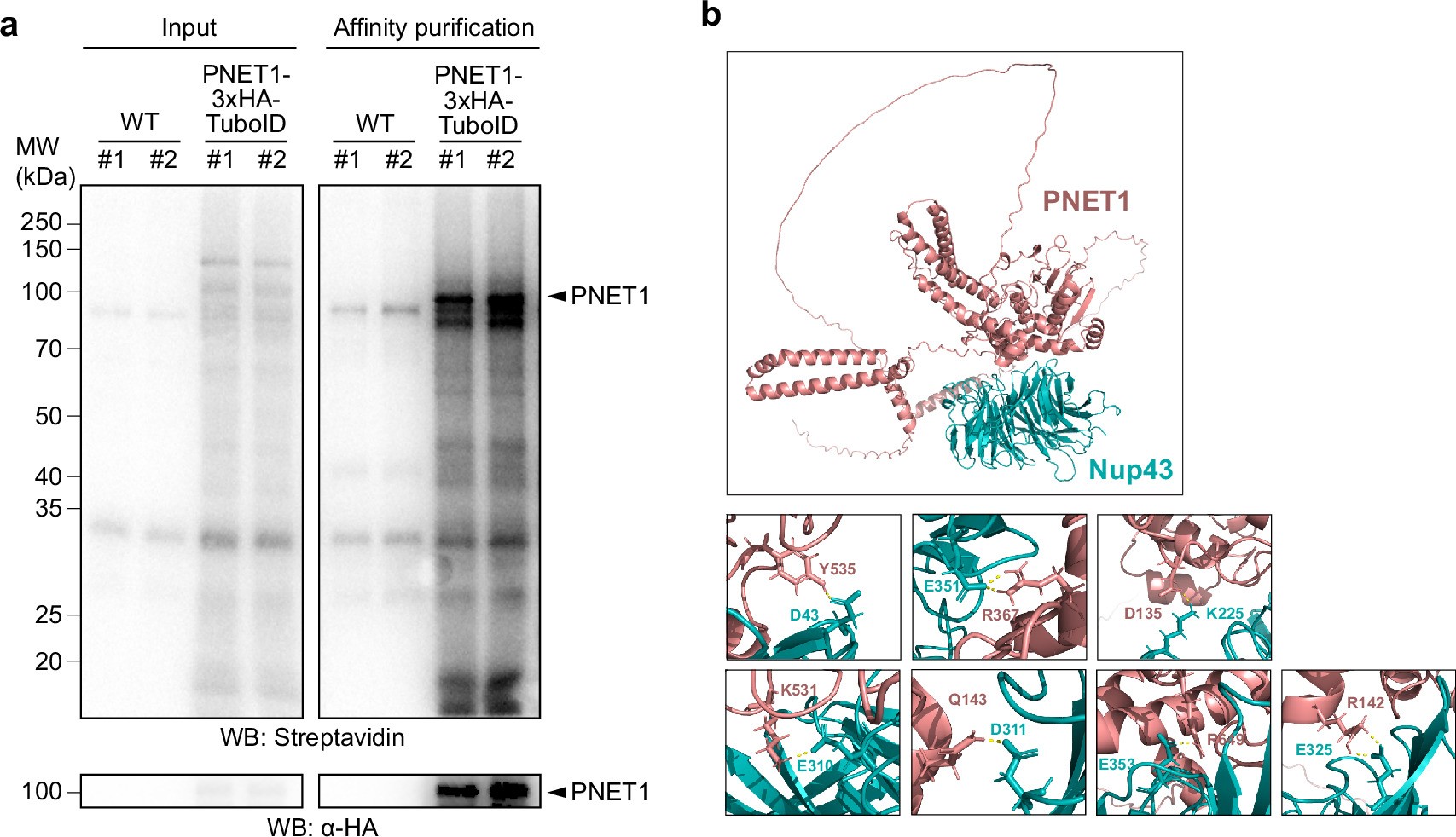 Extended Data Fig. 4: Identification of PNET1 interactors using proximity labeling and Alphafold prediction.