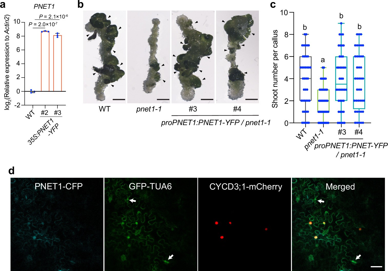 Extended Data Fig. 3: PNET1 regulates cell proliferation rate.