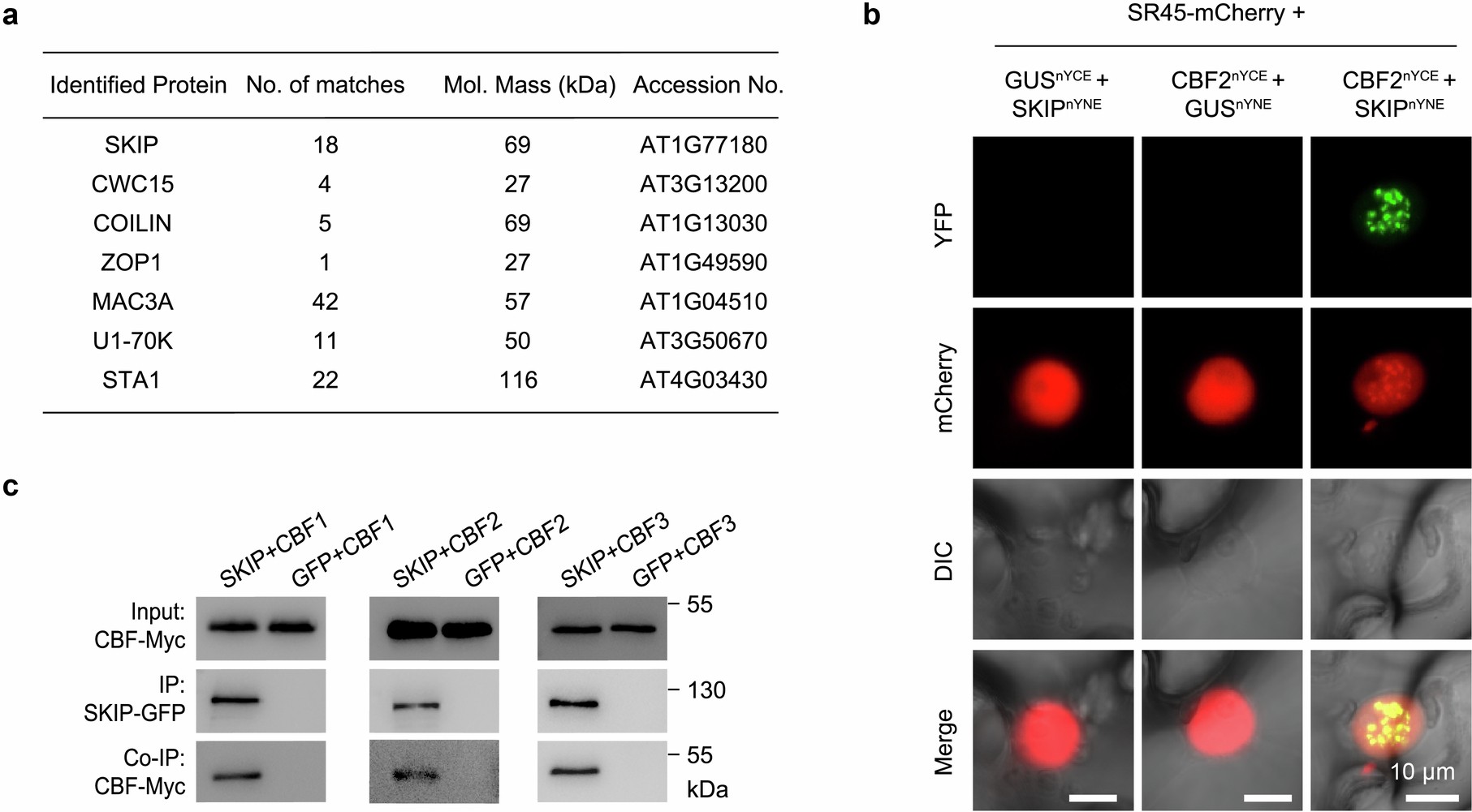 Extended Data Fig. 1: CBFs associate with spliceosome-associated proteins.
