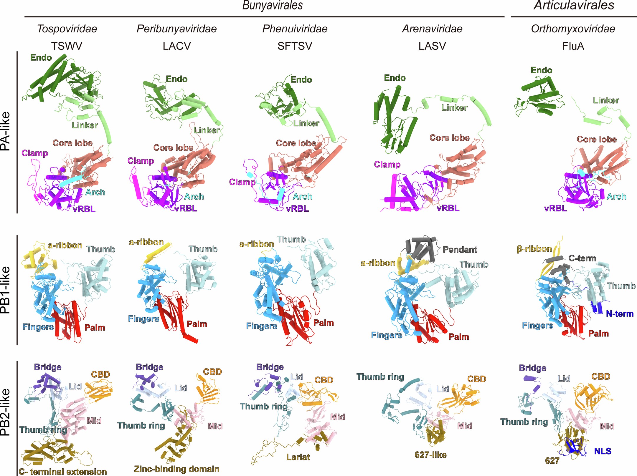 Extended Data Fig. 1: Structural comparison of individual domains among sNSV polymerases.