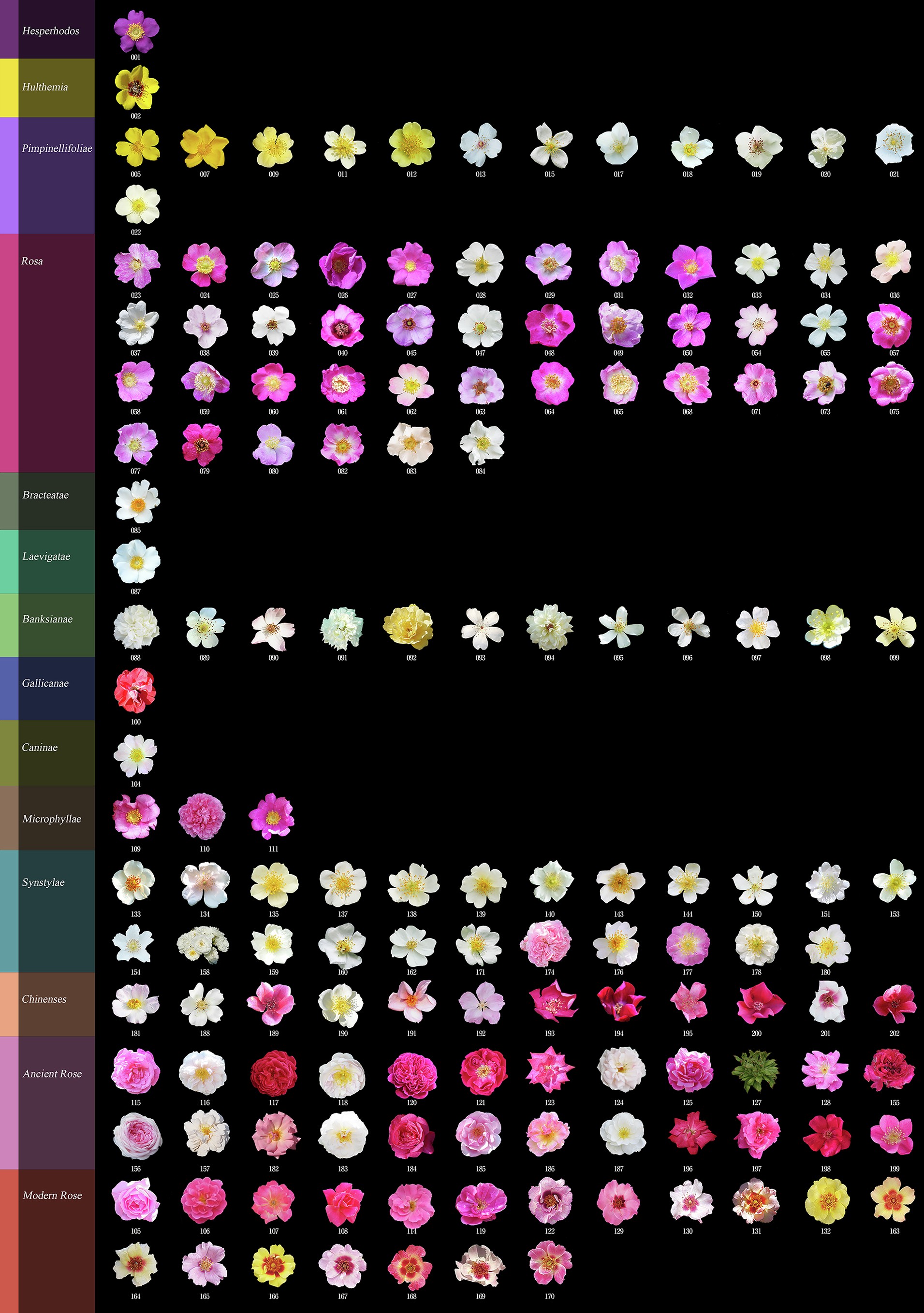 Extended Data Fig. 1: Flower traits of Rosa accessions used in this study.