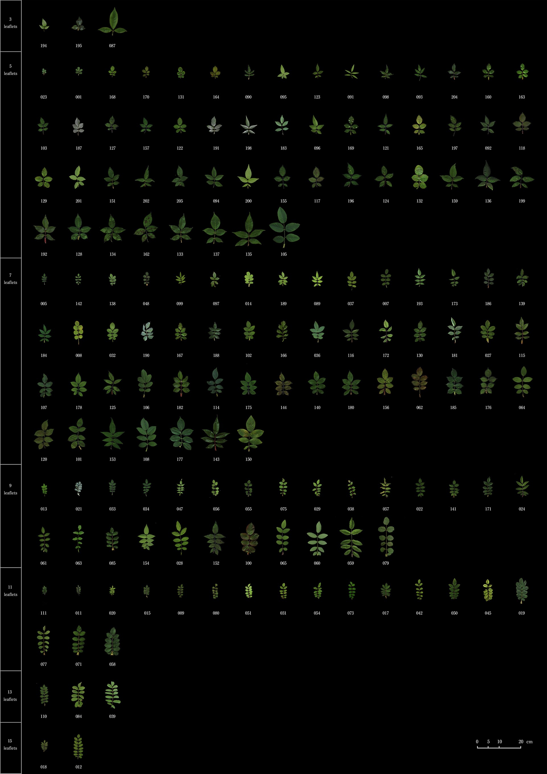 Extended Data Fig. 2: Leaf traits of Rosa accessions used in this study.