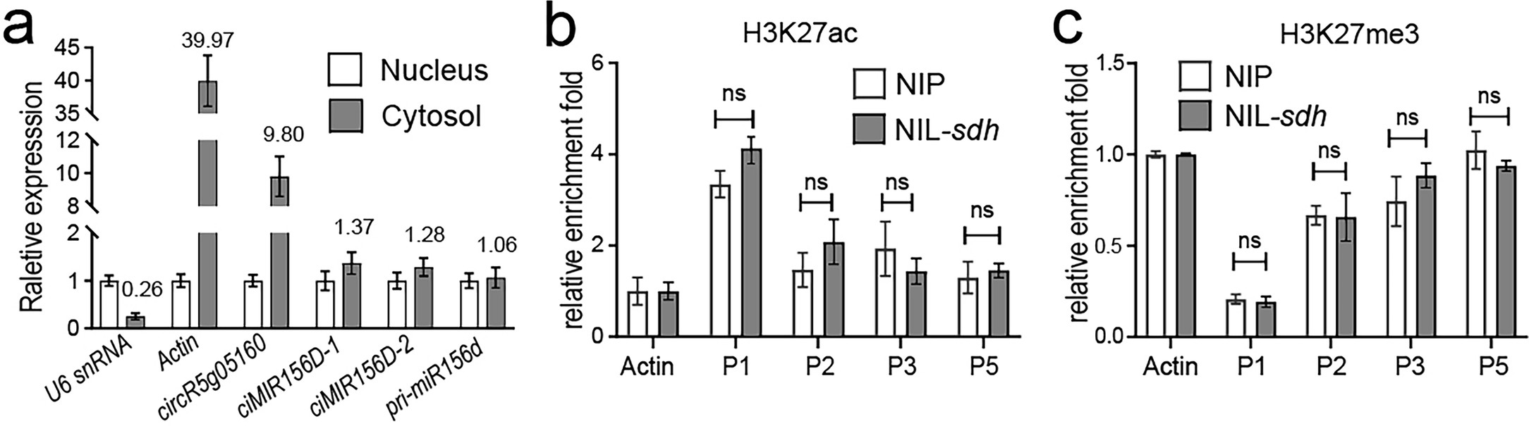 Extended Data Fig. 8: The cellular localization of circRNAs and epigenetic modifications of MIR156D region.