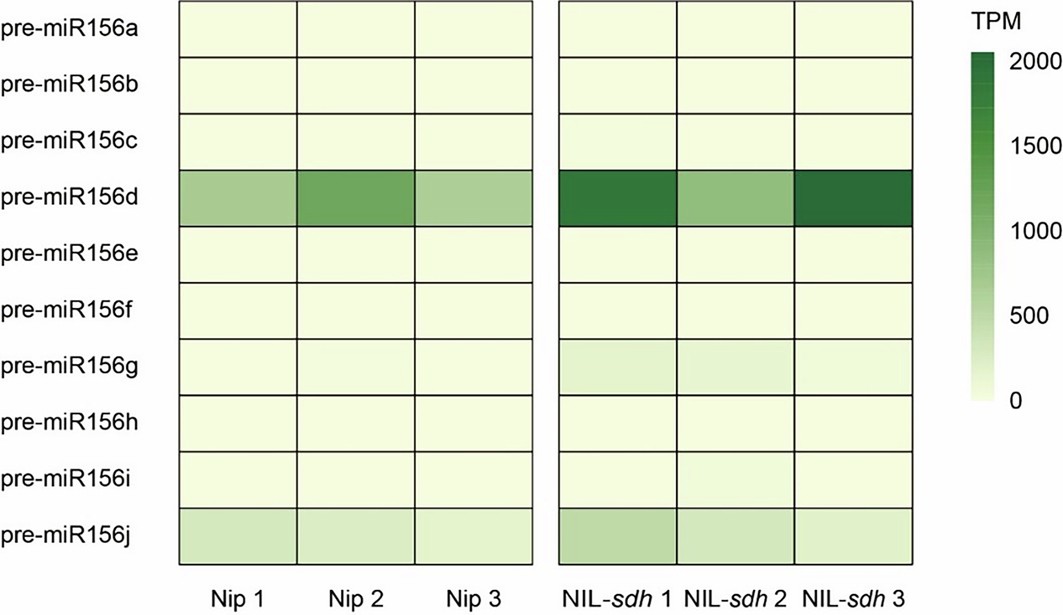 Extended Data Fig. 9: Transcript levels of individual miR156 members in Nip and NIL-sdh.