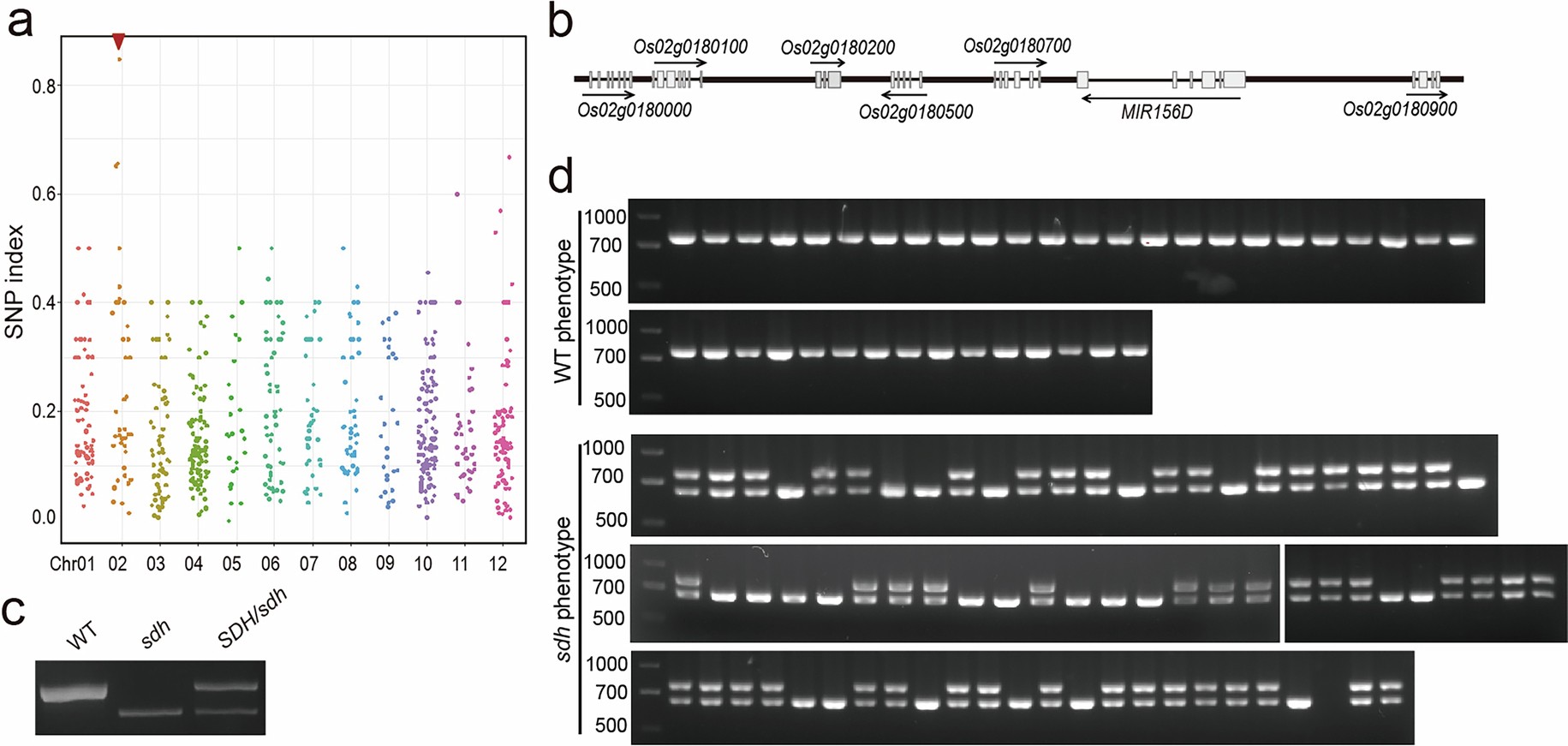 Extended Data Fig. 2: Positioning cloning of SDH.