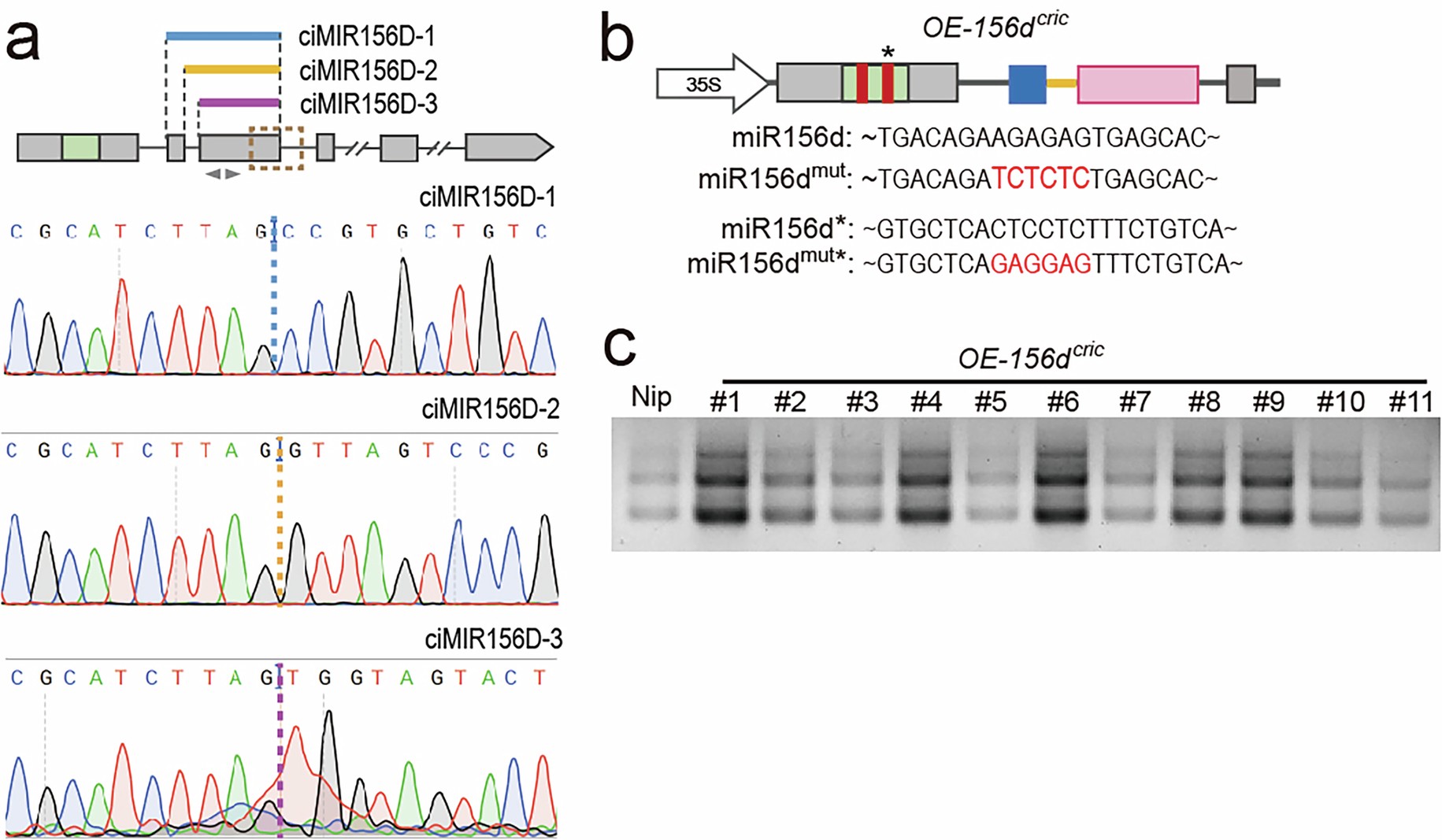 Extended Data Fig. 4: Identification and over-expression of ciMIR156Ds.