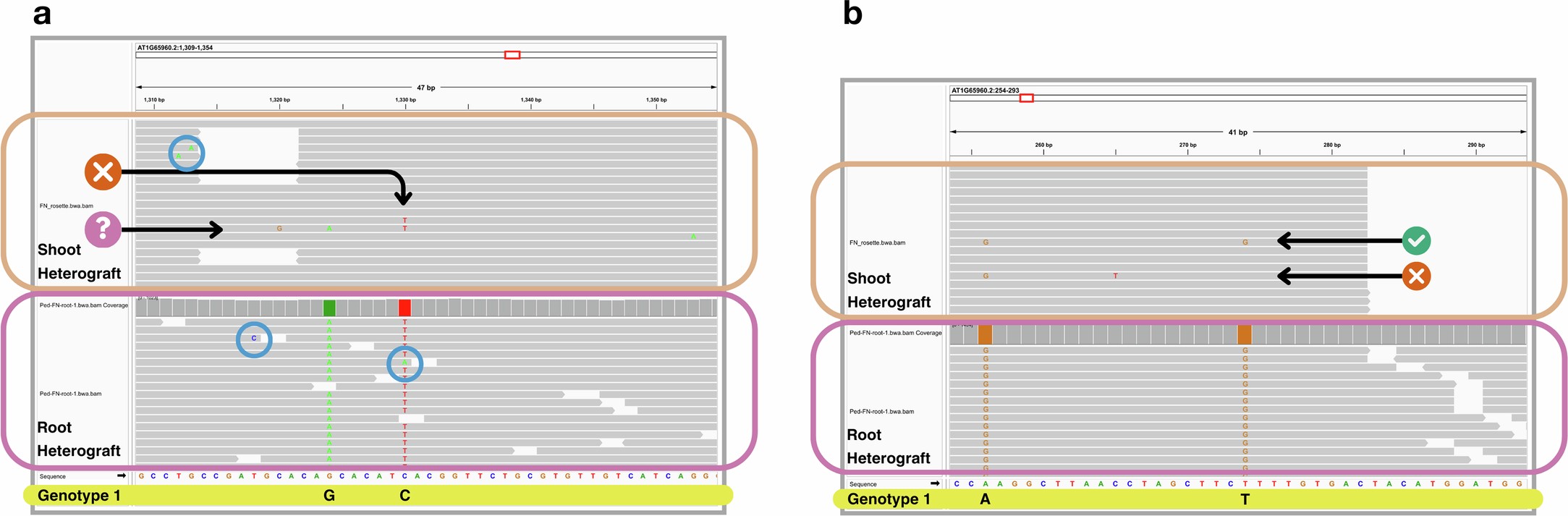 Extended Data Fig. 3: Examples of co-occurring SNPs.