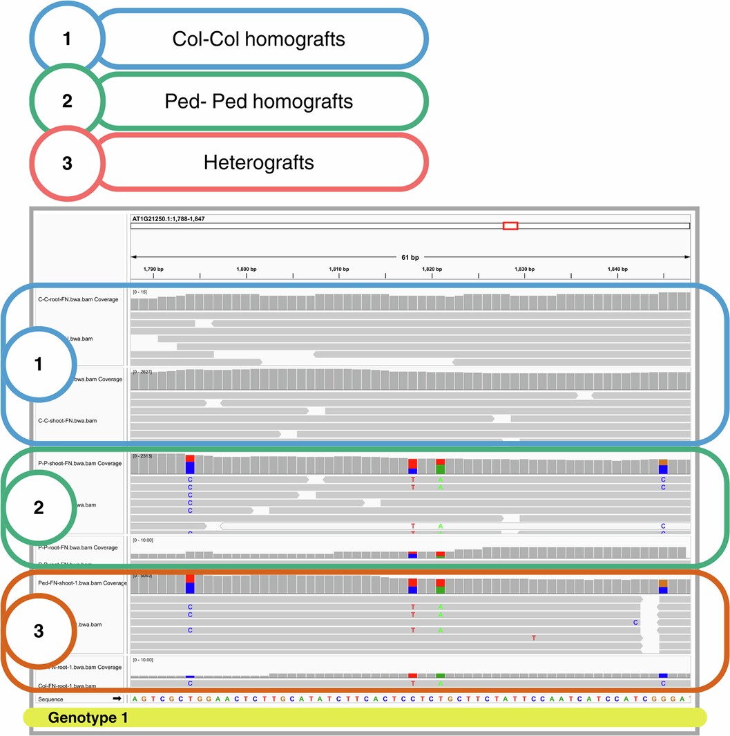 Extended Data Fig. 4: A number of genes in Ped-0 show apparent heterozygosity, both in the homograft (2) and heterograft (3) datasets.