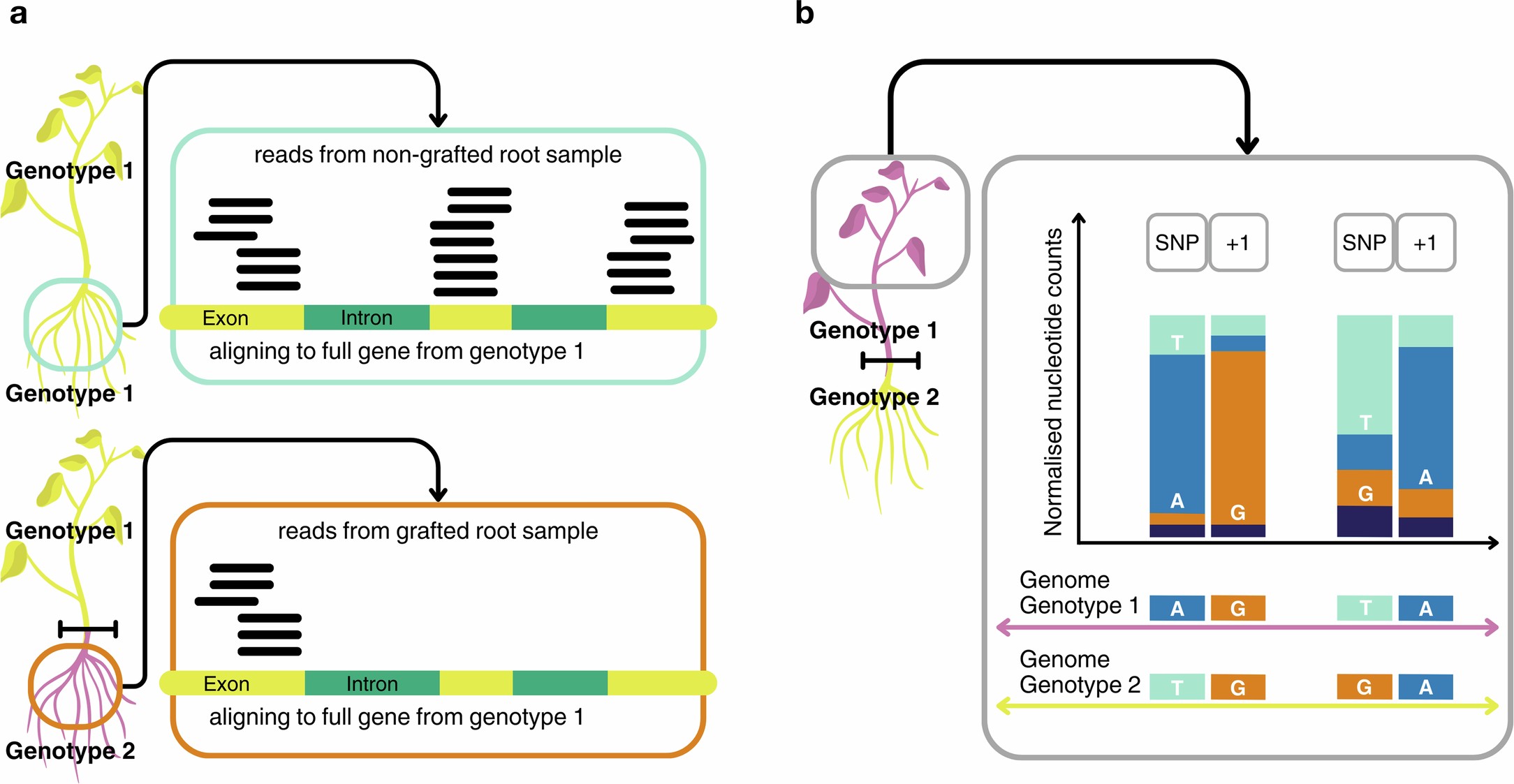 Extended Data Fig. 5: Full-length transcript coverage and differences in the distribution of nucleotides between SNPs and other positions enhance the evidence for the presence of a foreign transcript in the sampled tissue.