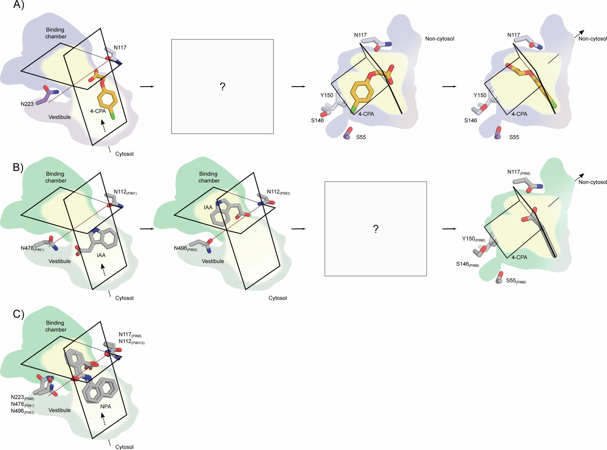 Extended Data Fig. 7: Substrate binding and interaction.