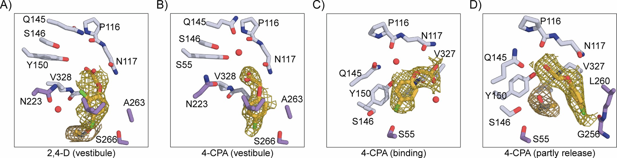 Extended Data Fig. 4: Structures of PIN8 with bound 2,4-D or 4-CPA.