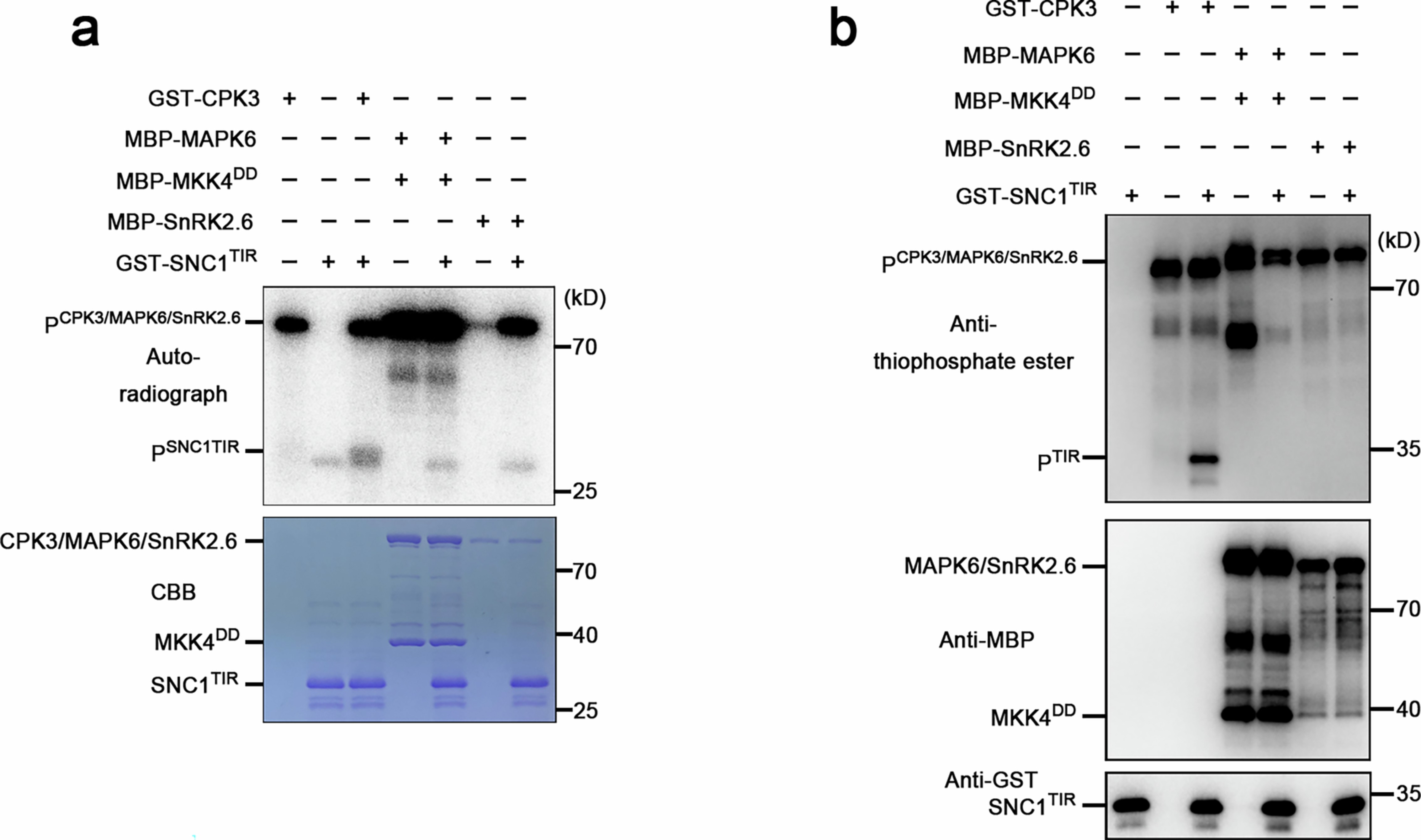 Extended Data Fig. 4
