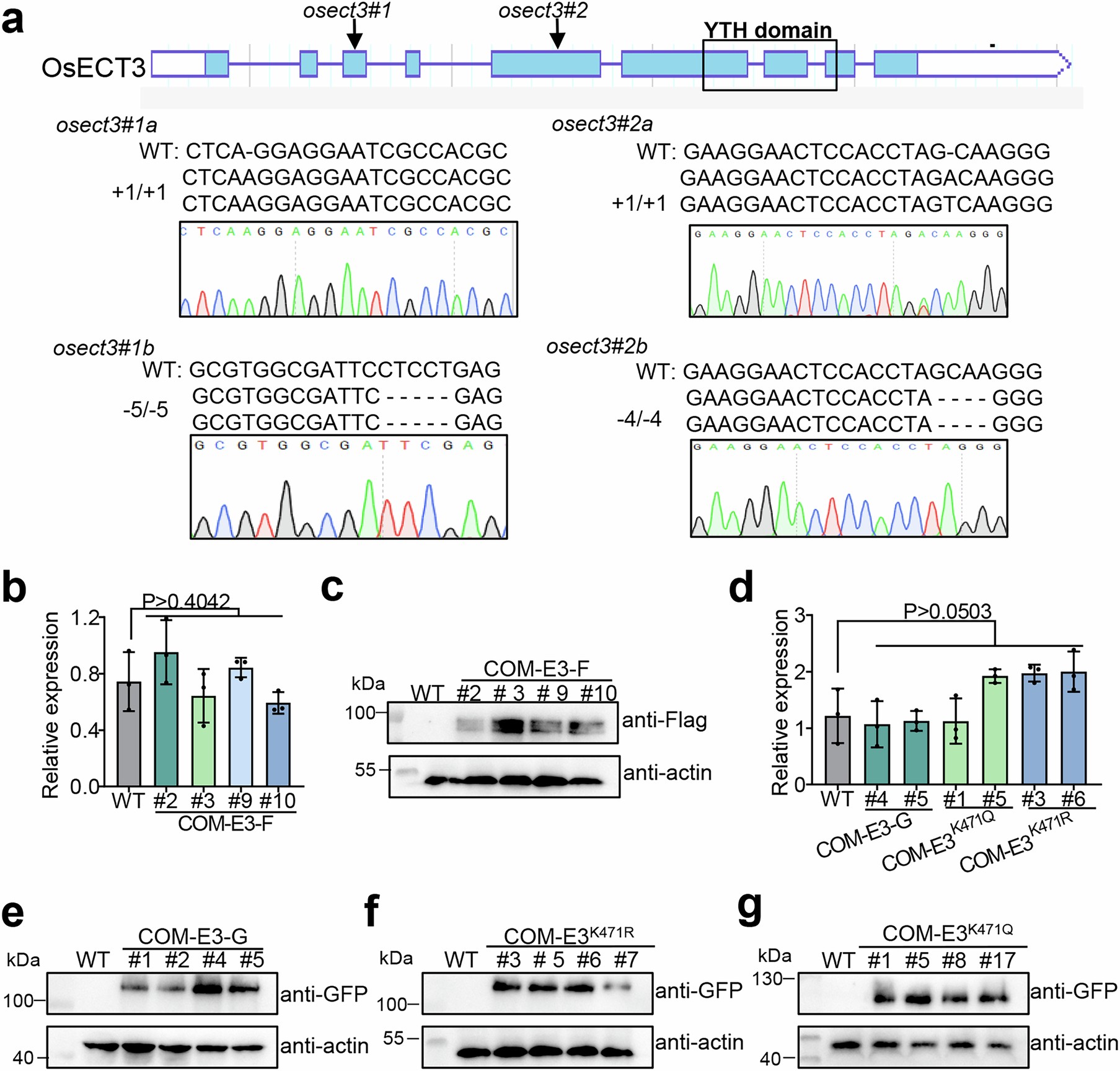 Extended Data Fig. 3: Production and detection of OsECT3 transgenic plants.