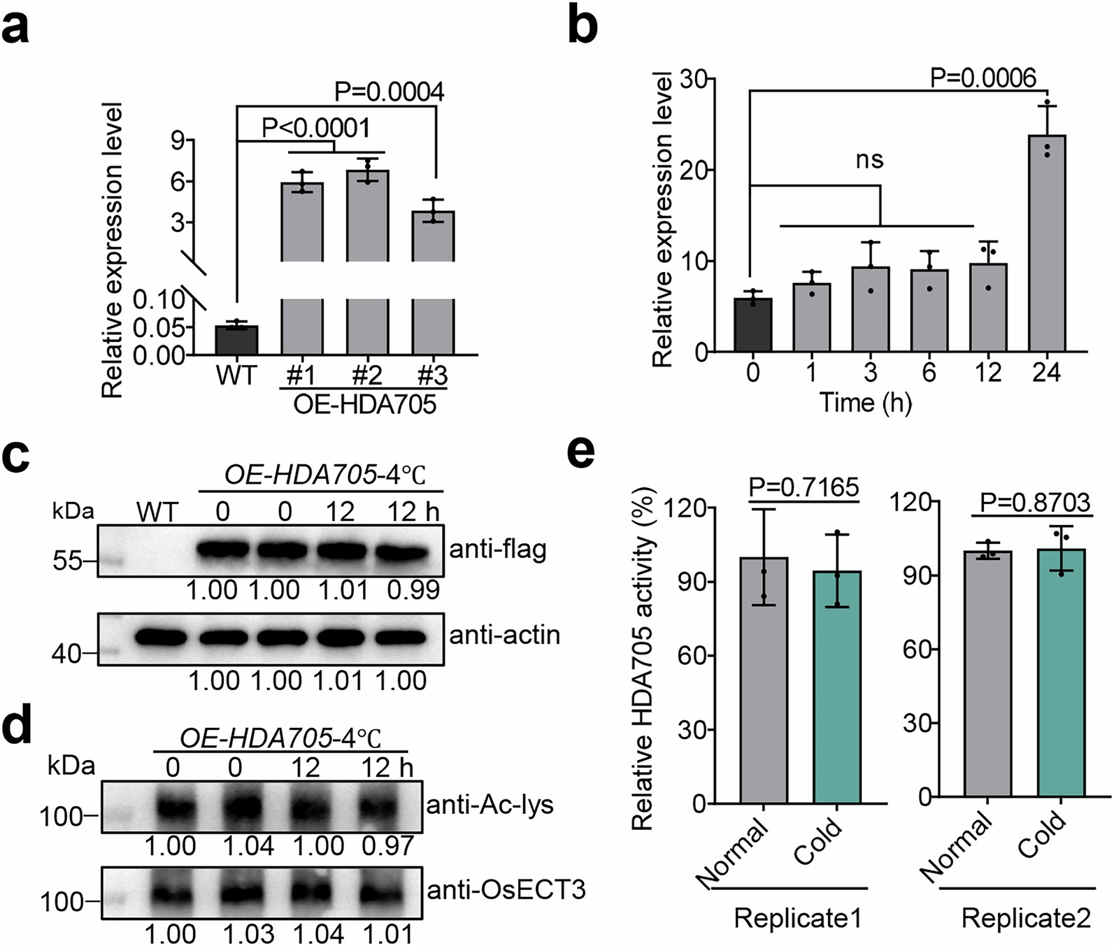 Extended Data Fig. 8: HDA705 deacetylase activity towards OsECT3 in the HDA705 overexpression plants under cold stress.