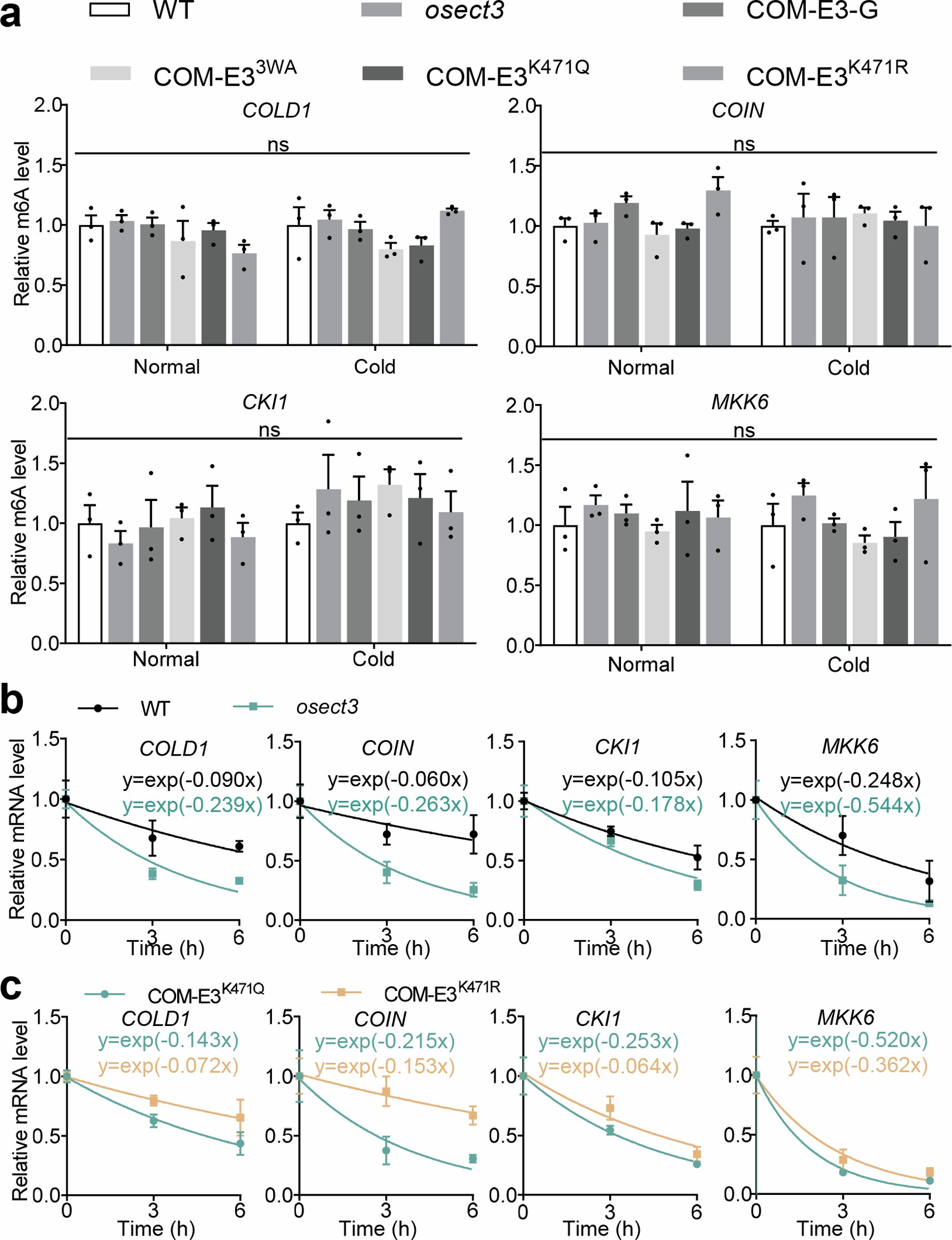Extended Data Fig. 10: mRNA m6A enrichment and stability of 4 OsETC3 target genes under normal and cold conditions.