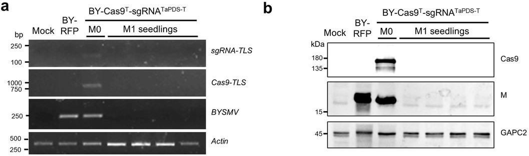 Extended Data Fig. 4: Detection of virus and Cas9/sgRNA in M1 progeny seedlings through RT-PCR and immunoblotting.