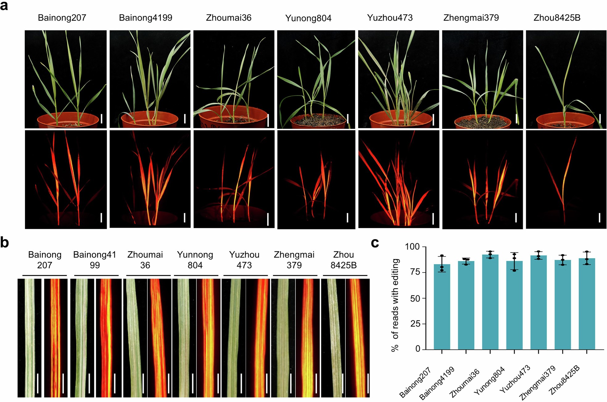 Extended Data Fig. 5: Somatic gene editing in different wheat cultivars infected with BY-Cas9T-sgRNATaPDS-T.