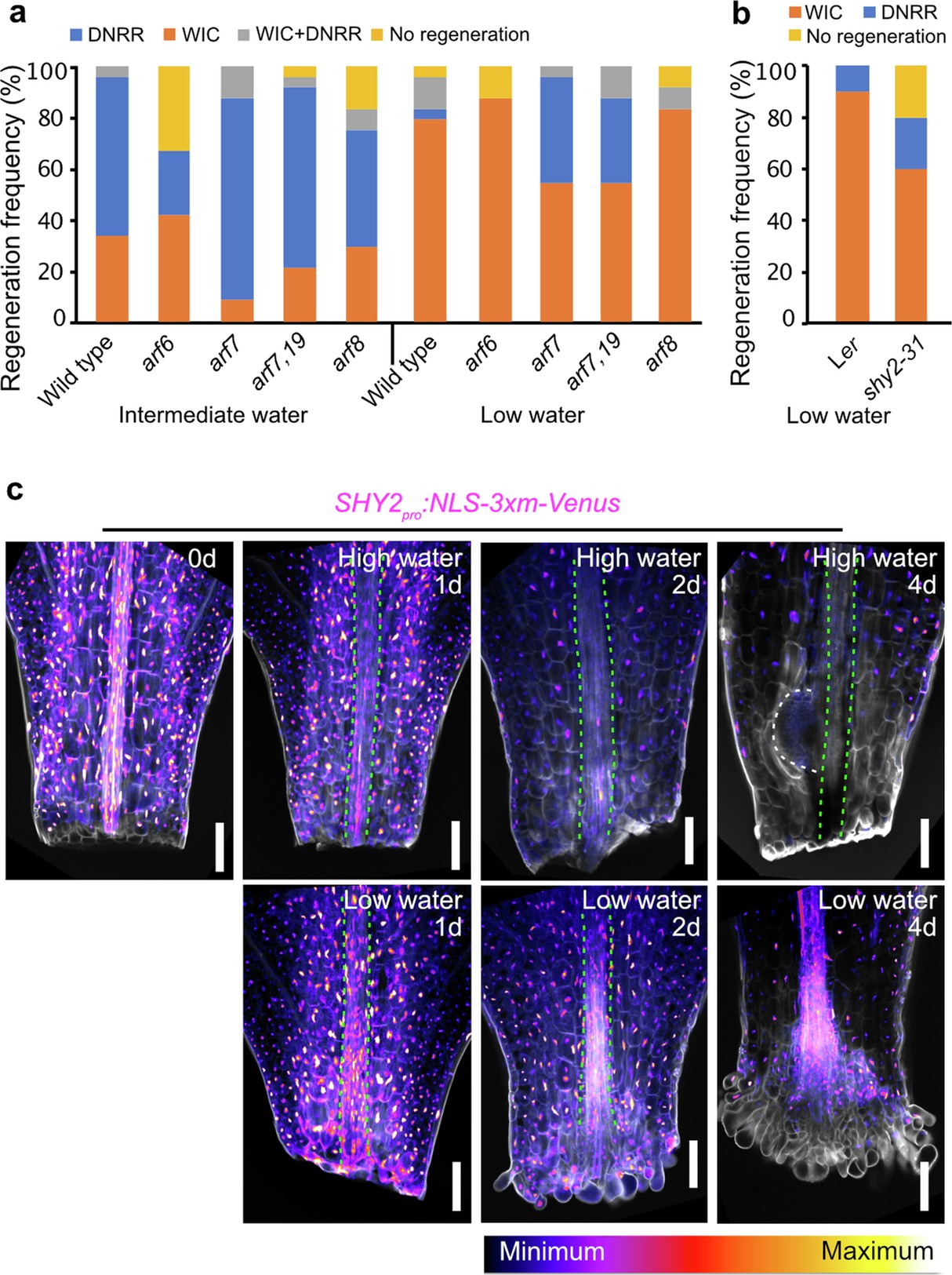 Extended Data Fig. 8: Auxin signalling is involved in distinct regeneration pathways.