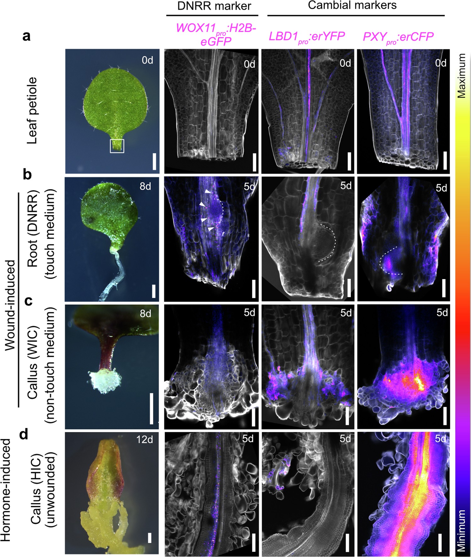Extended Data Fig. 1: Wound-induced callus activates cambium-related markers but not root regeneration-related markers.