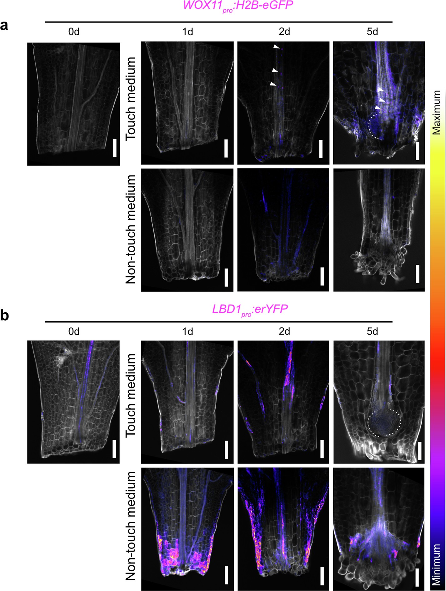 Extended Data Fig. 2: Spatio-temporal expression pattern of DNRR and WIC marker genes.