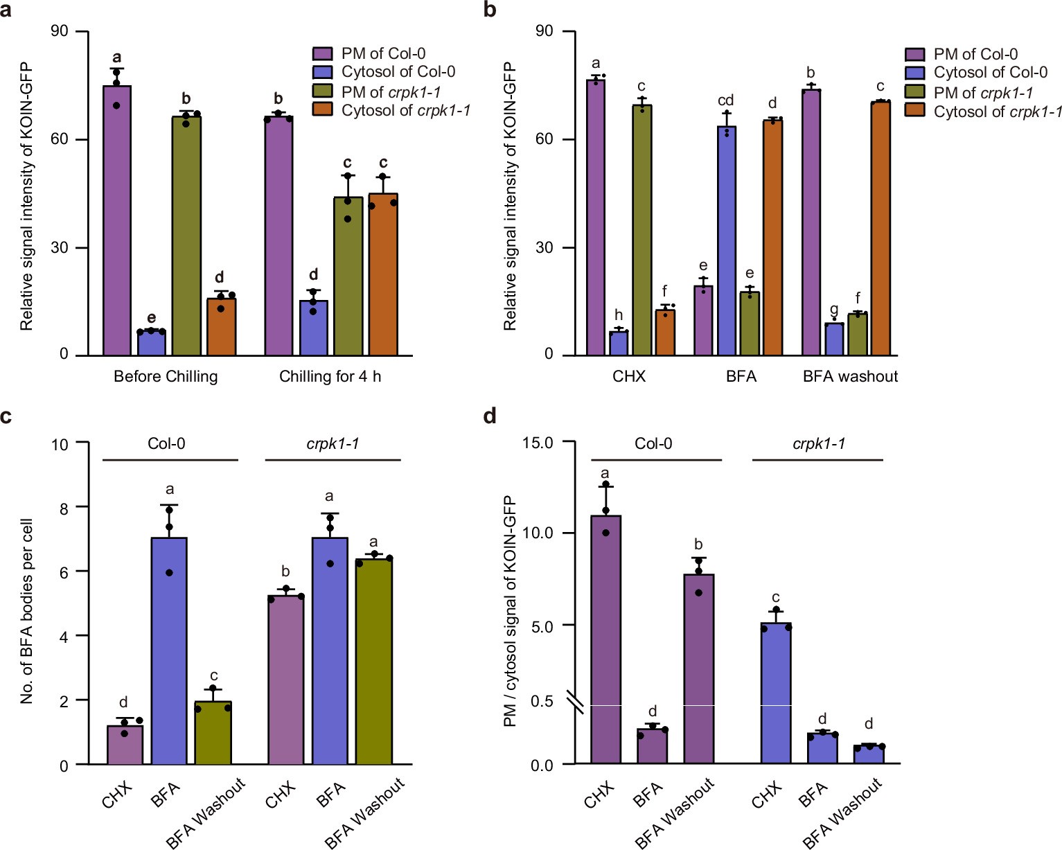 Extended Data Fig. 4: Re-localization of KOIN-GFP from BFA compartments to the plasma membrane is impaired in crpk1-1 seedlings.