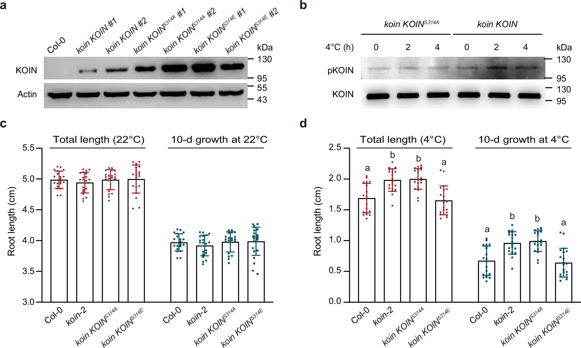 Extended Data Fig. 6: Identification of KOIN complemented transgenic plants.