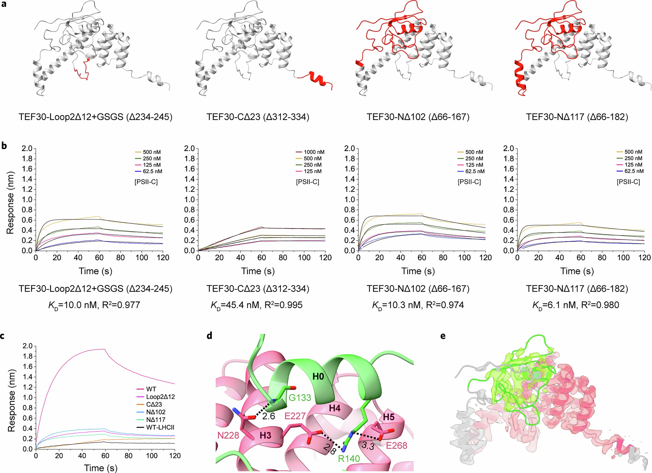 Extended Data Fig. 5: The BLI results on the interactions between the four TEF30 mutants and PSII-C as well as the interactions between the two domains within TEF30.