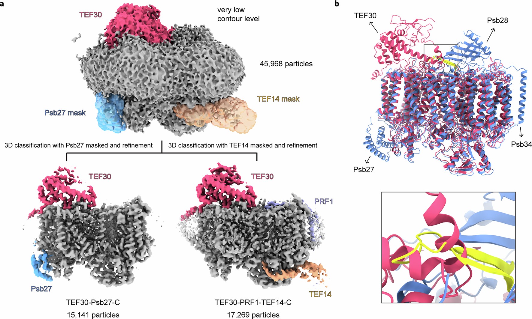 Extended Data Fig. 9: The weak densities of Psb27 and TEF14-like proteins in the cryo-EM map of TEF30-C and comparison of TEF30-C with the PSII-C associated with Psb27, Psb28 and Psb34.