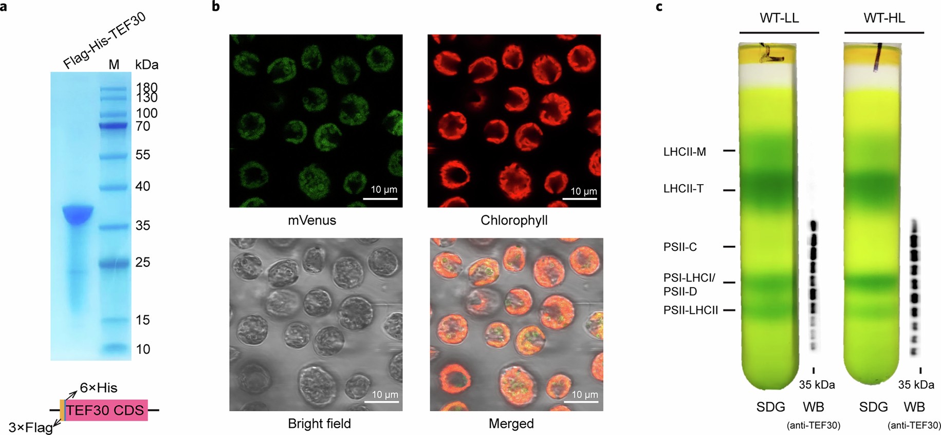 Extended Data Fig. 1: Characterization of the materials for purification of the TEF30-PSII complexes.