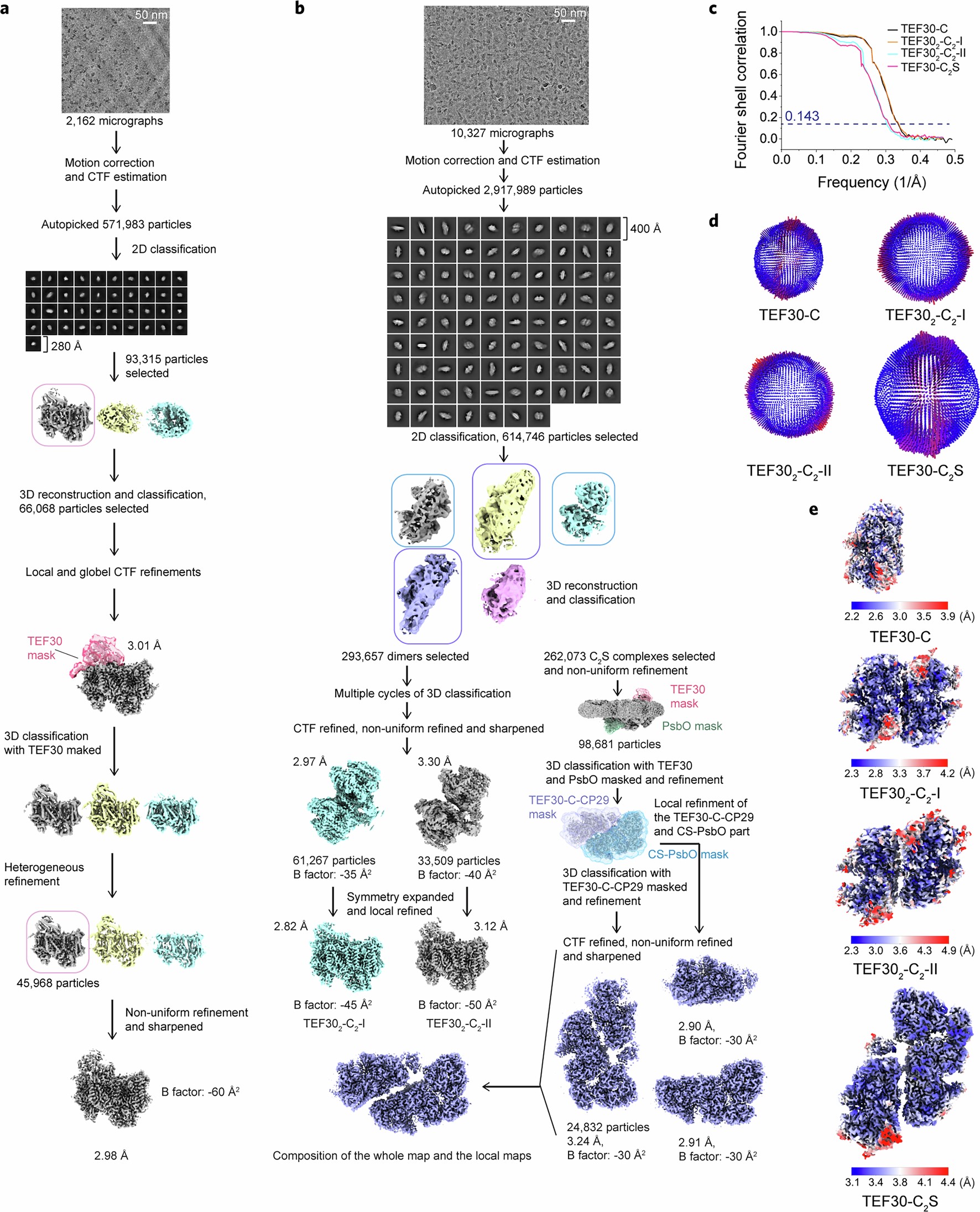 Extended Data Fig. 2: An overall scheme for the cryo-EM data processing of the TEF30-PSII complexes.