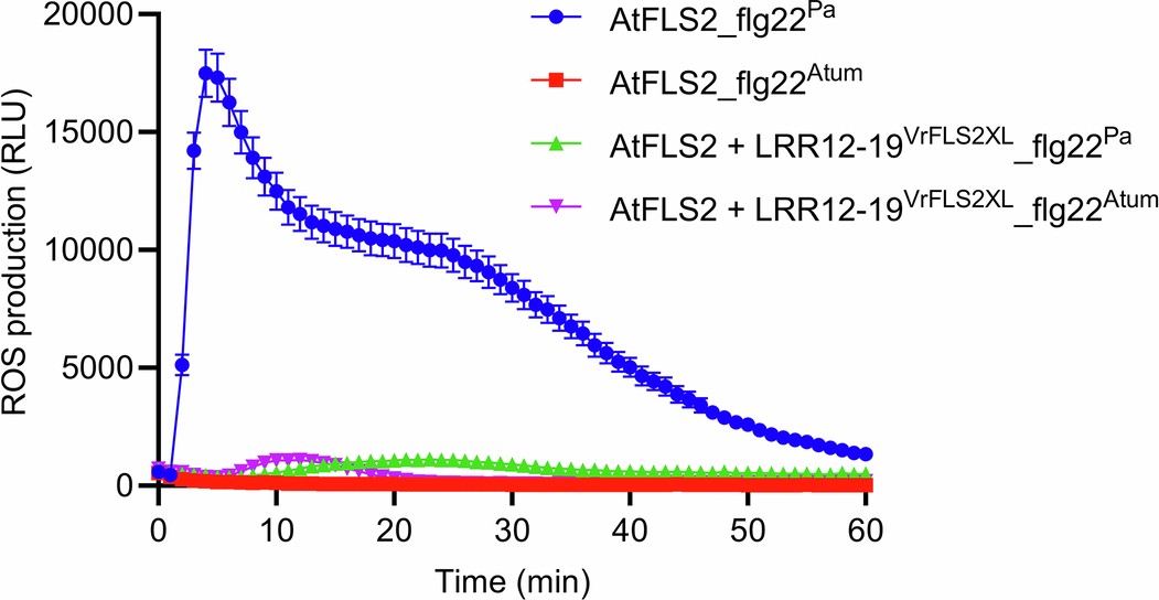 Extended Data Fig. 7: Flg22Pa- and flg22Atum-induced ROS responses of wild-type AtFLS2 and a chimeric AtFLS2 containing the LRR12-19 region from VrFLS2XL.