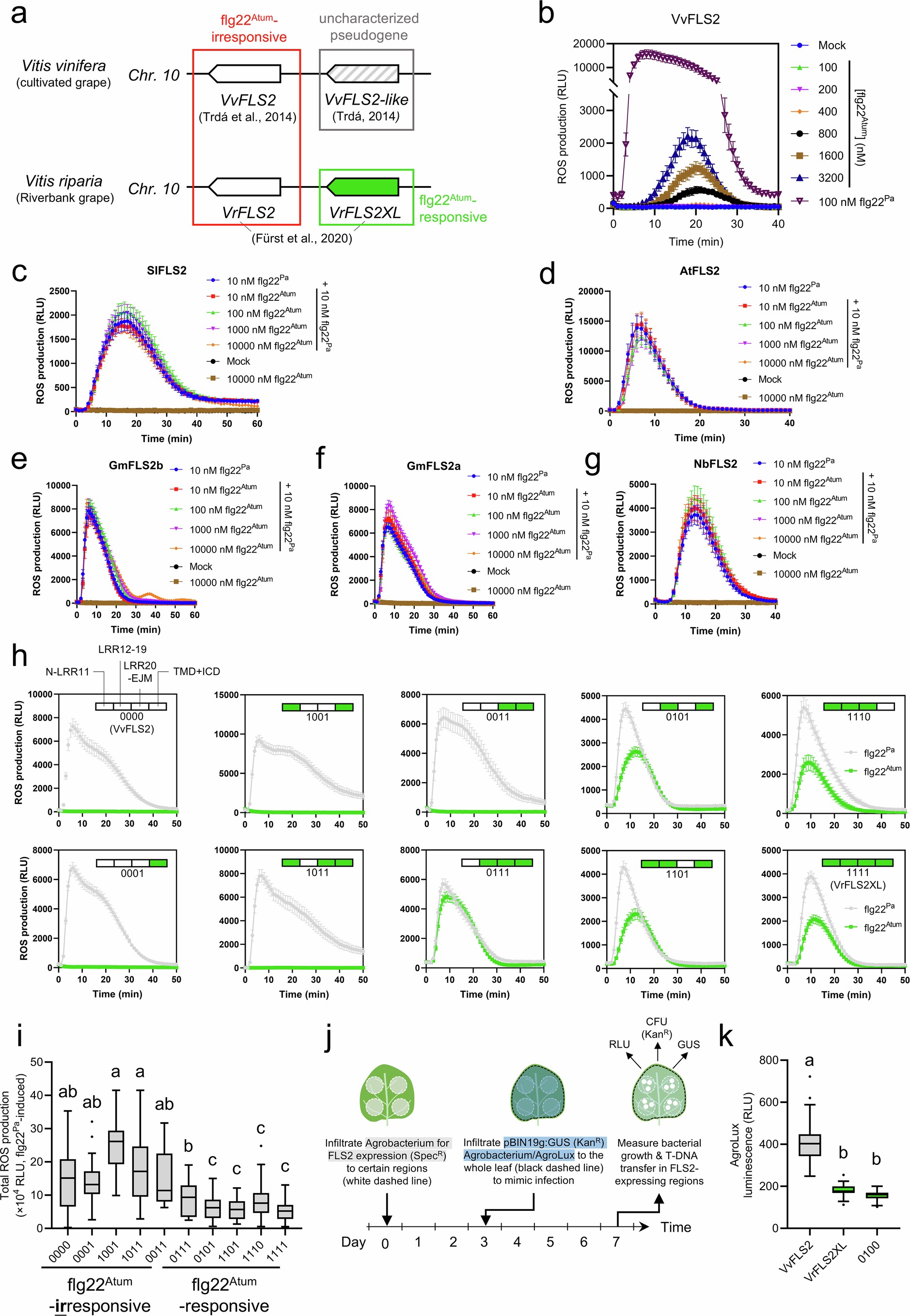 Extended Data Fig. 1: Evasion of recognition by flg22Atum across different FLS2 homologs and flg22Atum responsiveness of VvFLS2-VrFLS2XL chimeras.