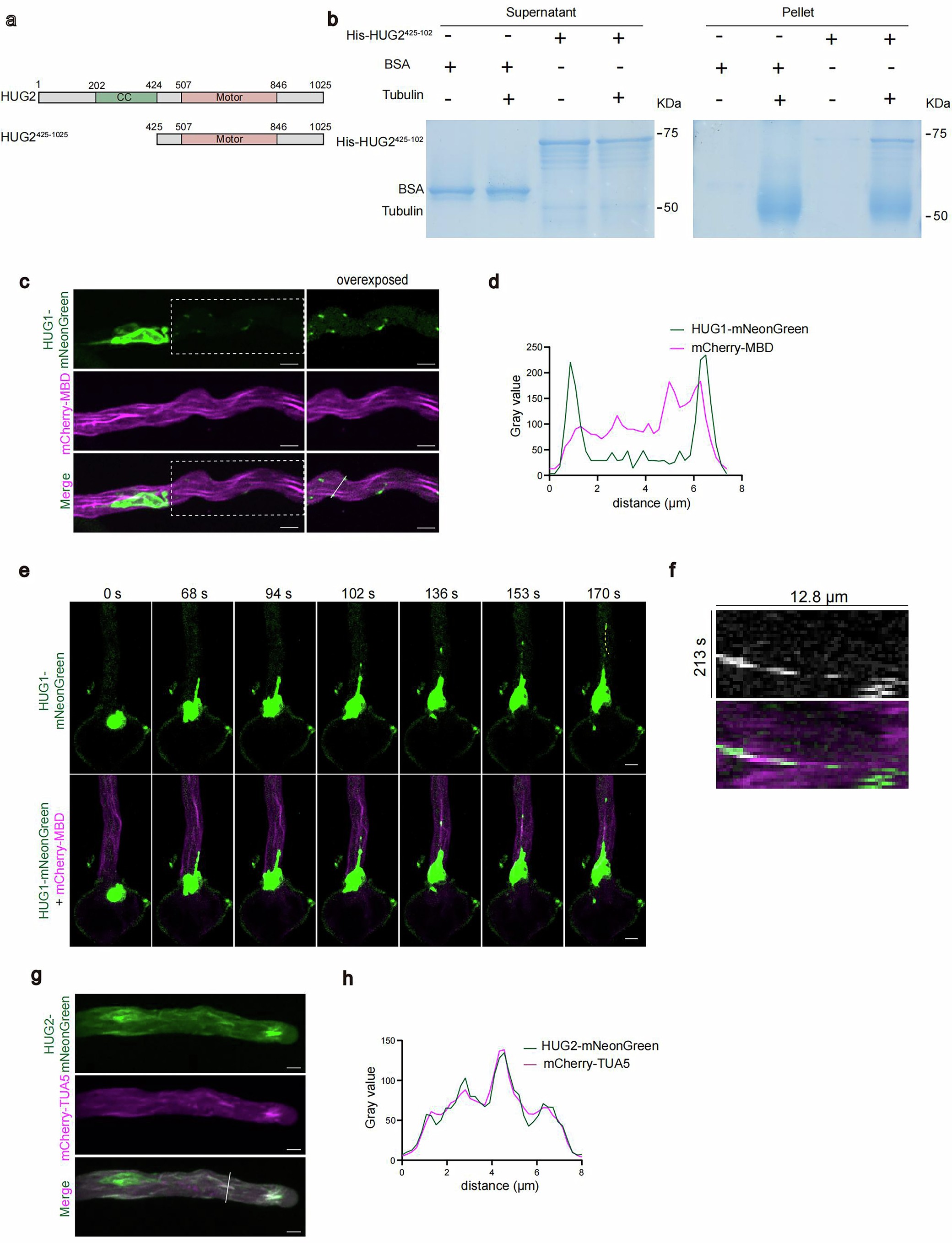 Extended Data Fig. 9: HUG proteins bind to microtubules in vitro and show additional localization along microtubules in pollen tubes.