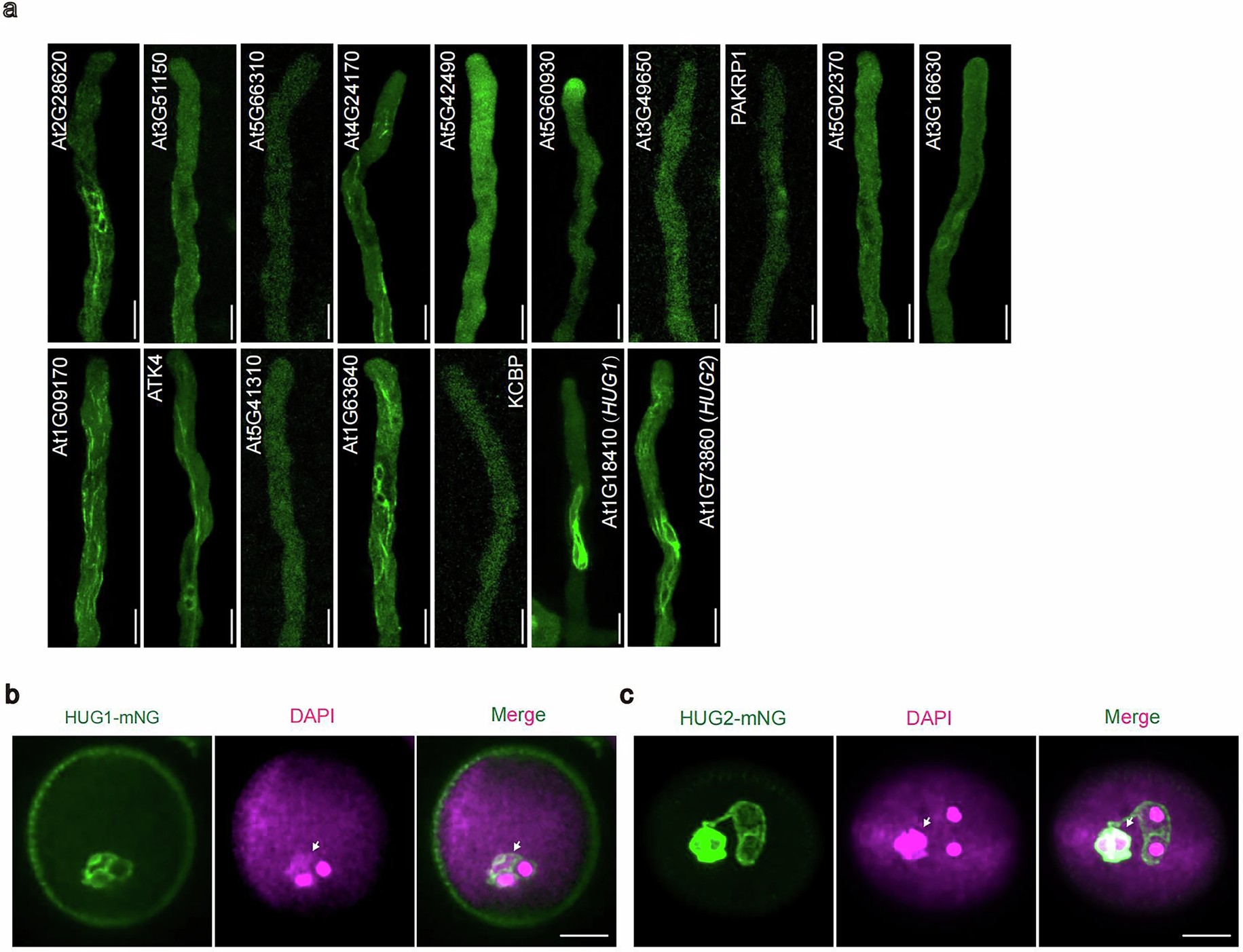 Extended Data Fig. 1: Subcellular localization analysis of 17 kinesin proteins with high expression in pollen.