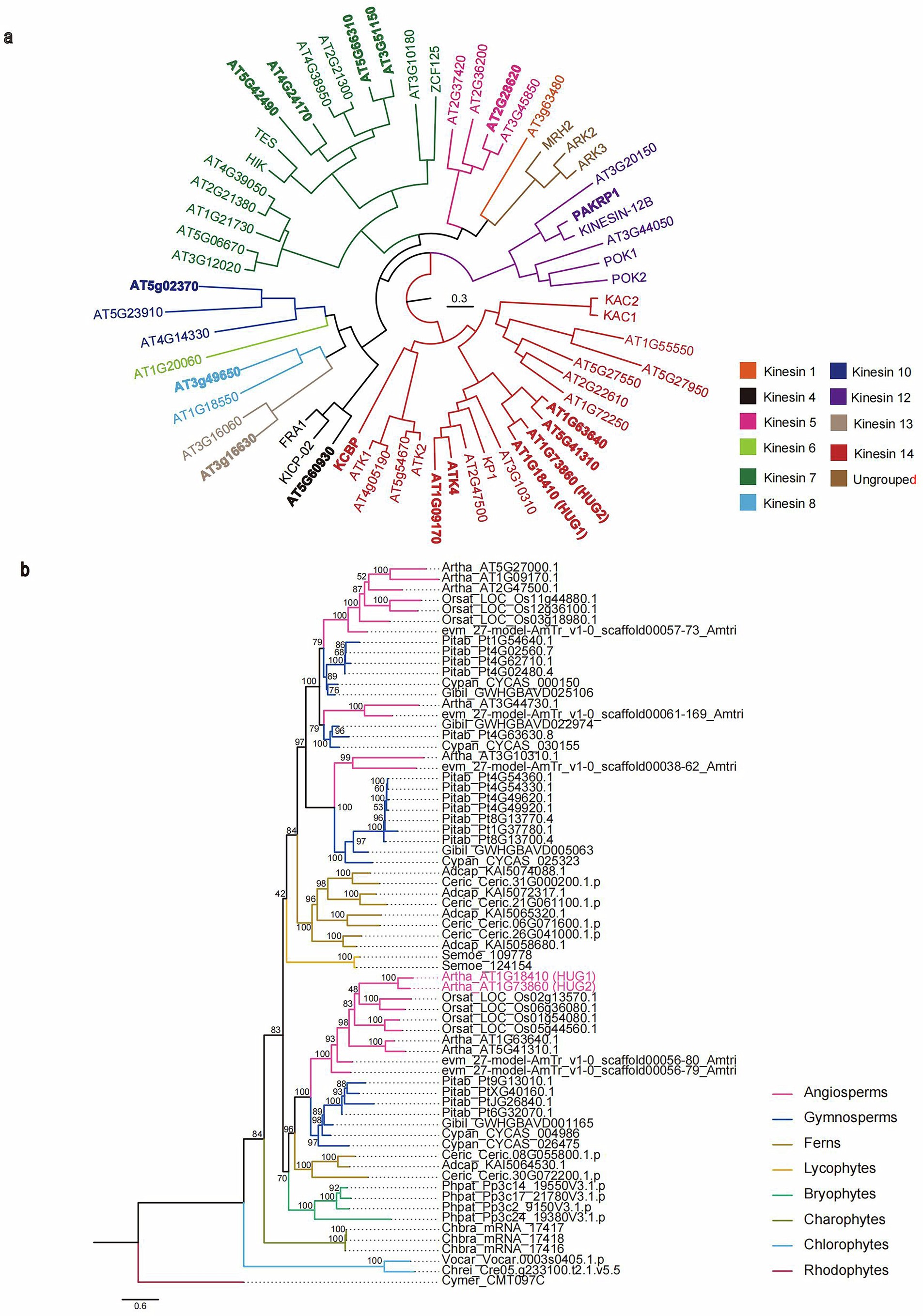 Extended Data Fig. 2: Phylogenetic analysis of kinesin genes in Arabidopsis and other plants.