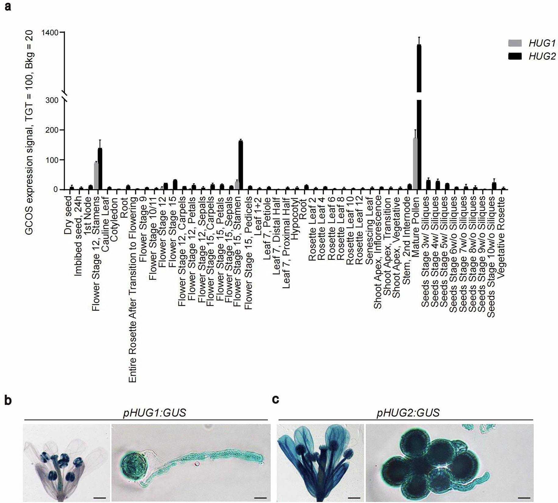 Extended Data Fig. 3: HUG1 and HUG2 are highly expressed in pollen.