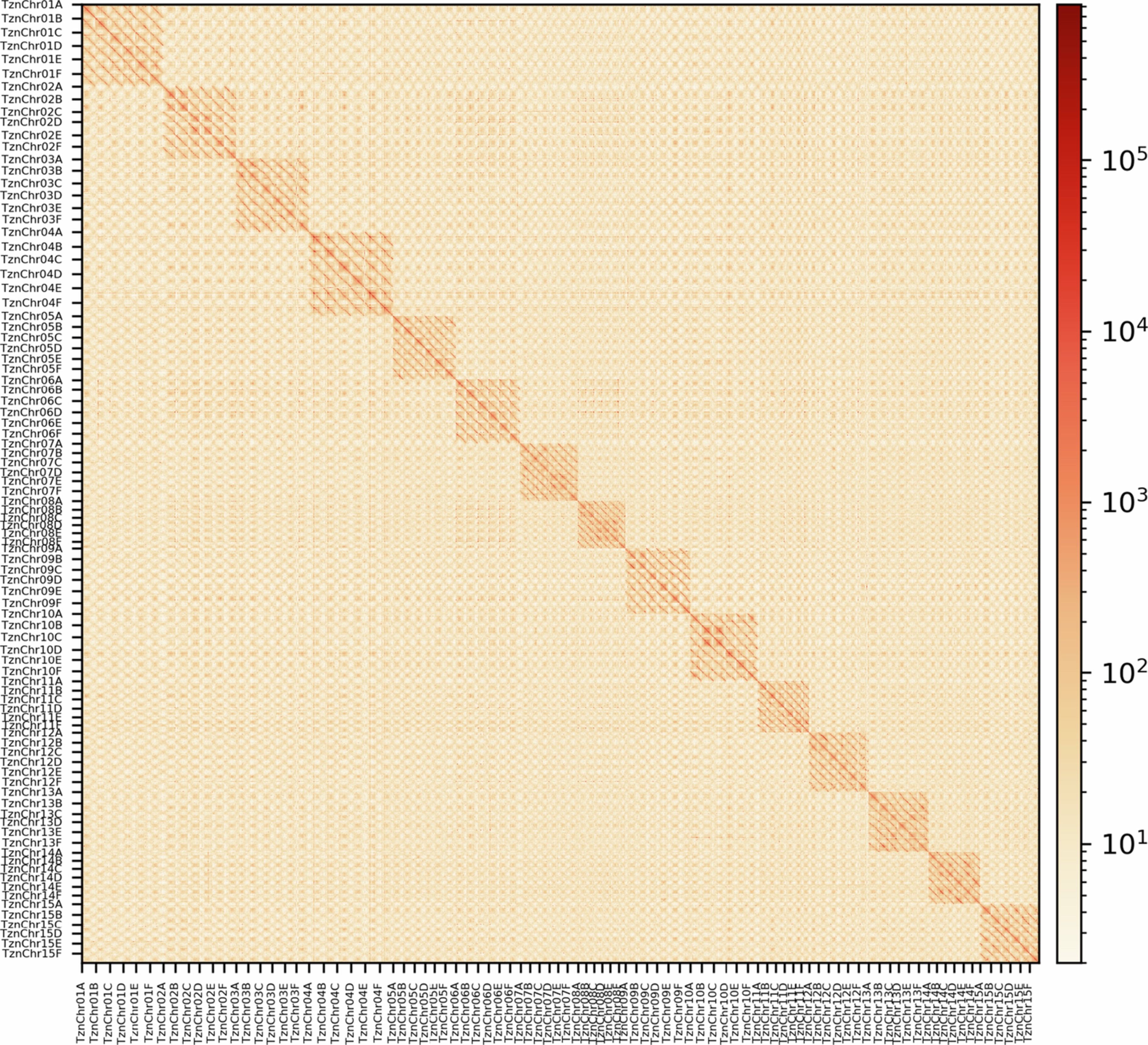 Extended Data Fig. 1: Hi-C contact heatmaps for the 90 chromosomes in the ‘Tanzania’ assembly.