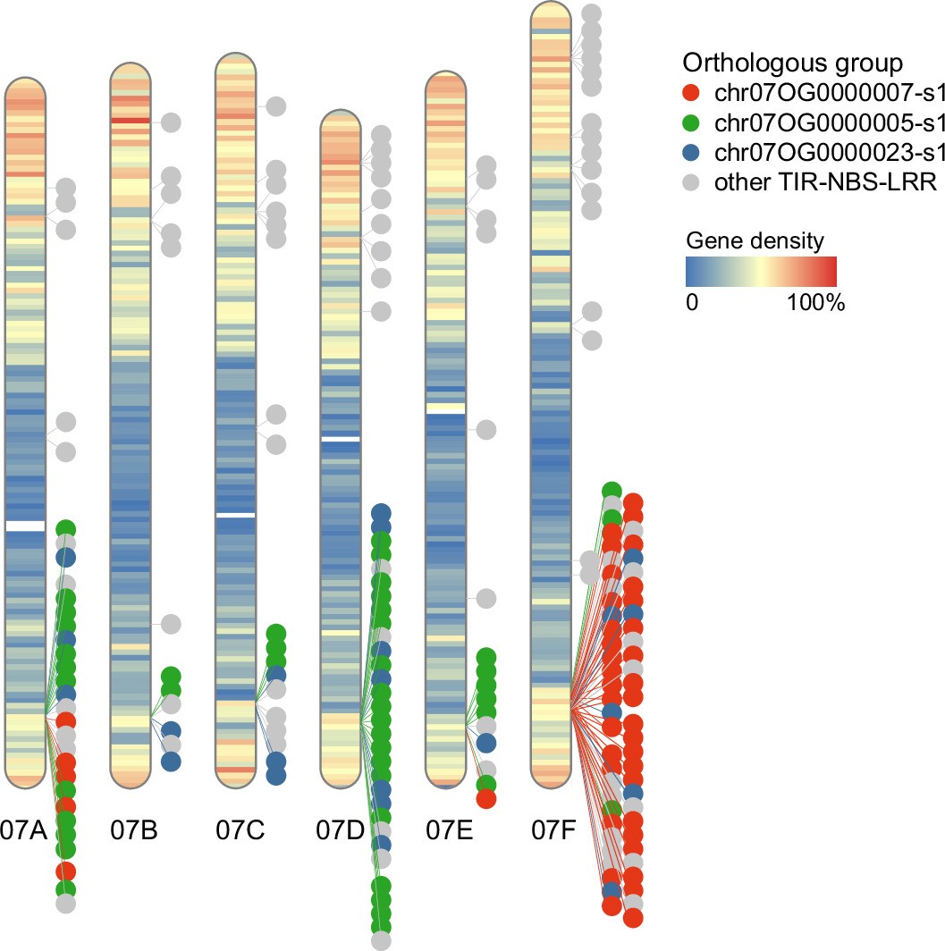 Extended Data Fig. 6: Distribution of TIR-NBS-LRR genes across the six haplotypes of ‘Tanzania’ chromosome 7.