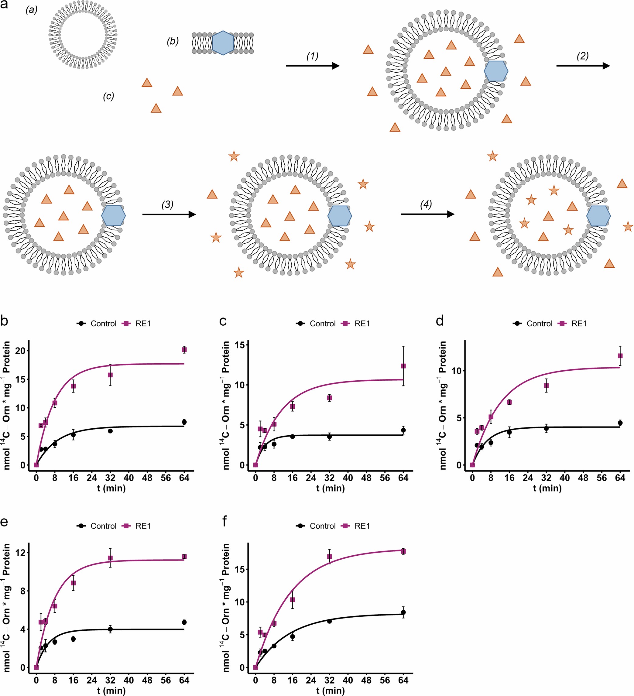 Extended Data Fig. 5: Transport analysis of RE1.