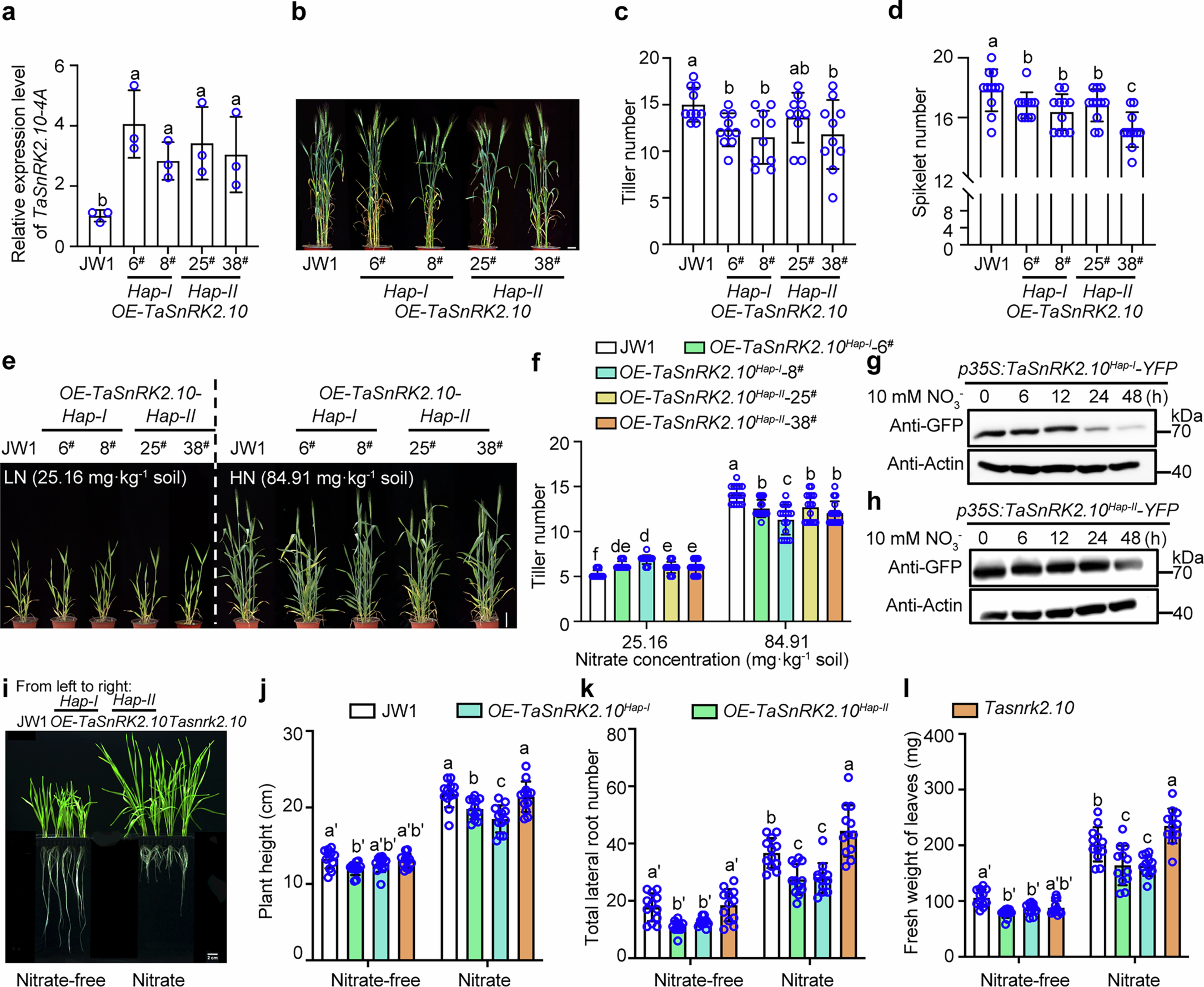 Extended Data Fig. 10: Overexpressed TaSnRK2.10-4A from various haplotypes resulted in similar growth inhibition phenotypes.