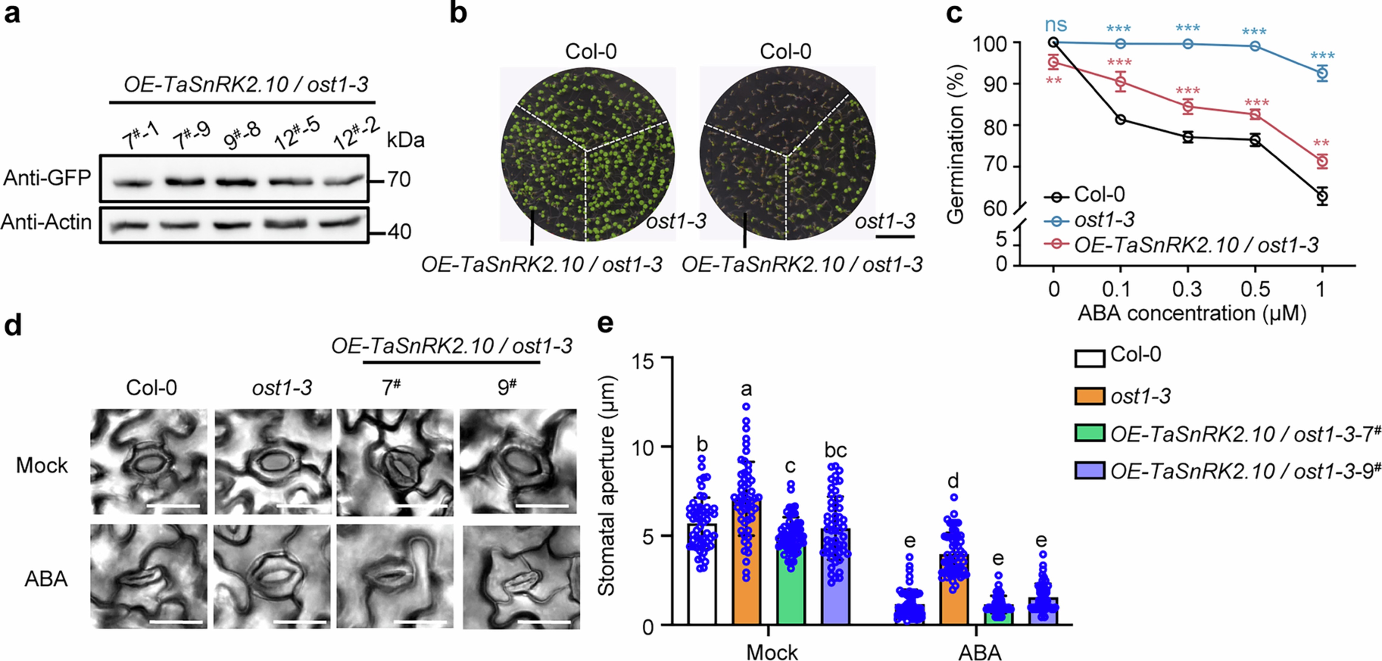 Extended Data Fig. 3: TaSnRK2.10-4A confers ABA sensitivity to the ost1-3 mutant.