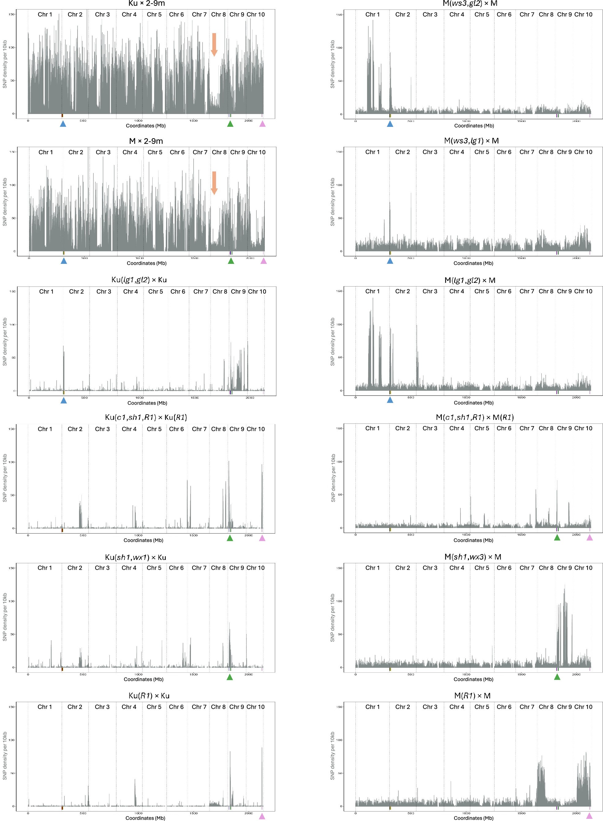 Extended Data Fig. 8: Genome-wide SNP density of the 12 maize lines used in this study.