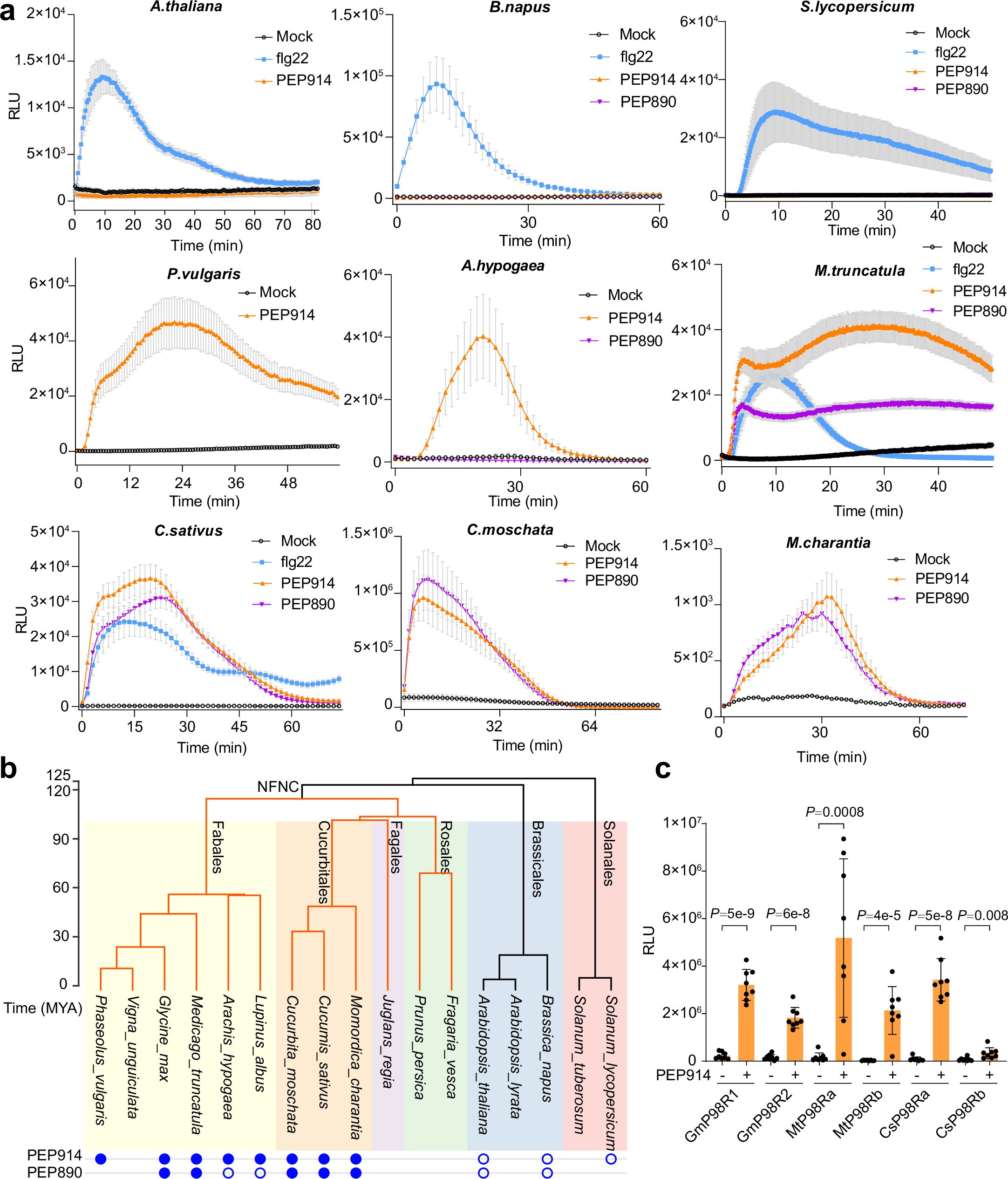Extended Data Fig. 9: PEP914-P98R module is present in Fabales and Cucurbitales.