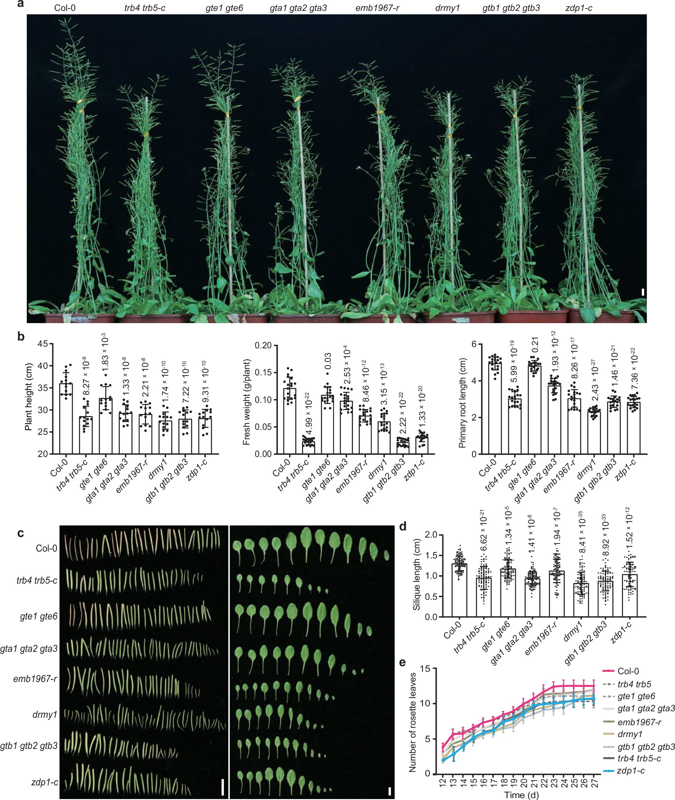 Extended Data Fig. 5: Growth defects observed in the CACG mutants.