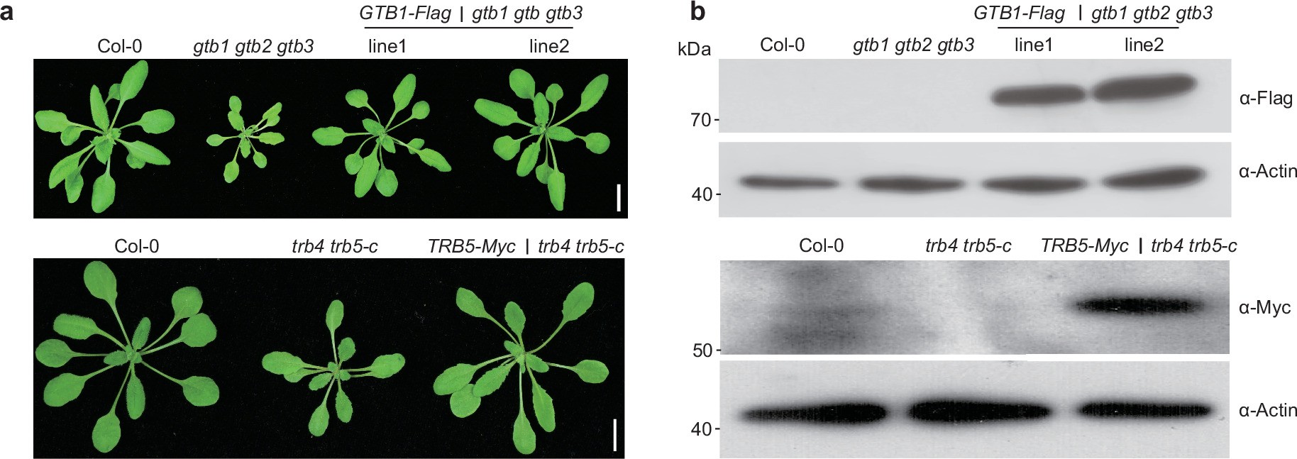 Extended Data Fig. 6: Morphological phenotypes of gtb1 gtb2 gtb3, trb4 trb5-c, and their complementation lines.