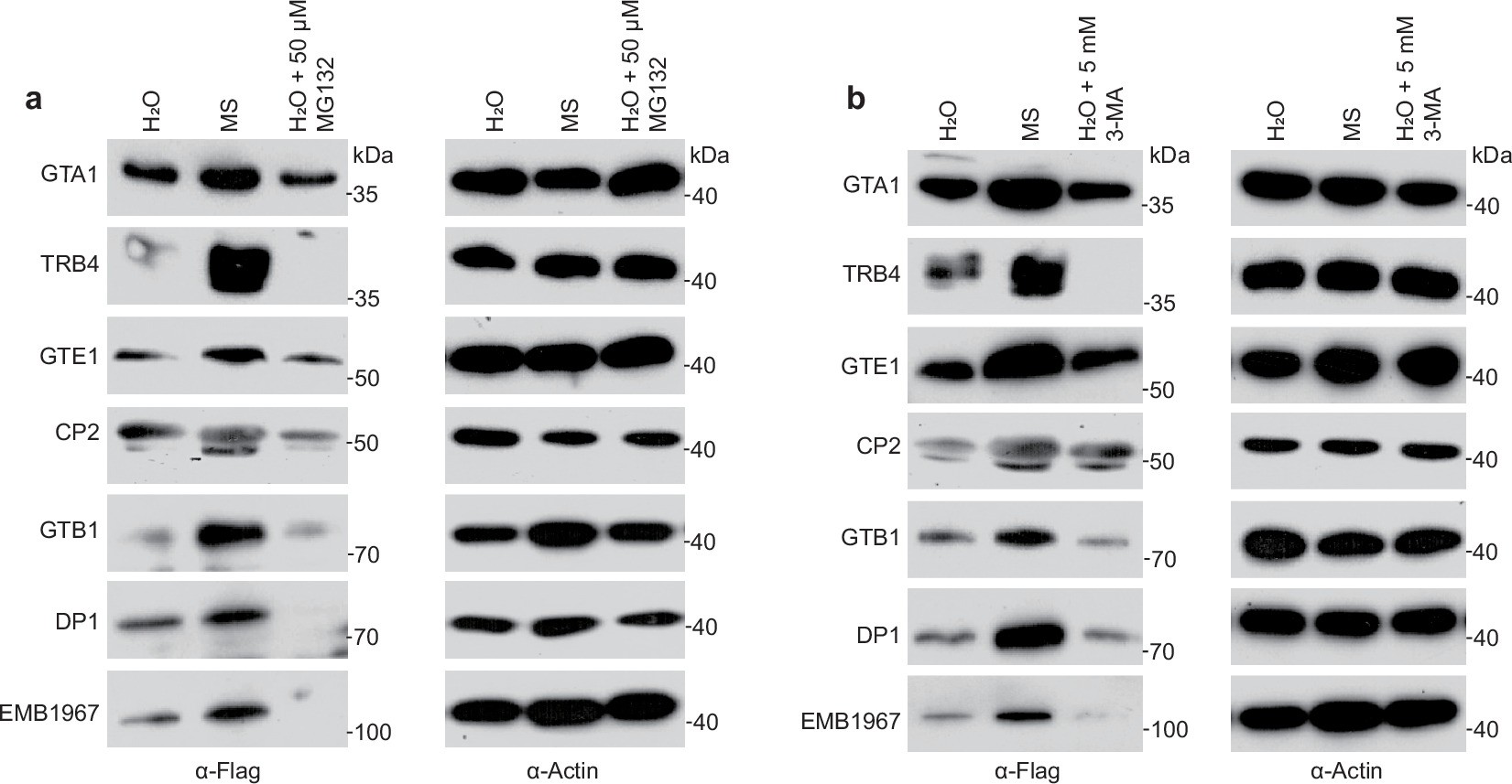 Extended Data Fig. 8: The protein levels of CACG components were not influenced by inhibitors of proteasome or autophagy.