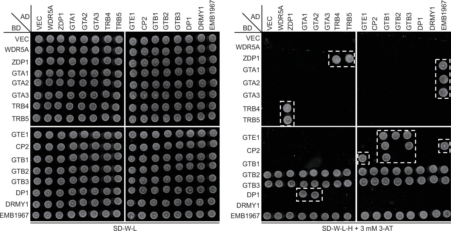 Extended Data Fig. 2: Determination of the interactions among CACG components by Y2H assays.