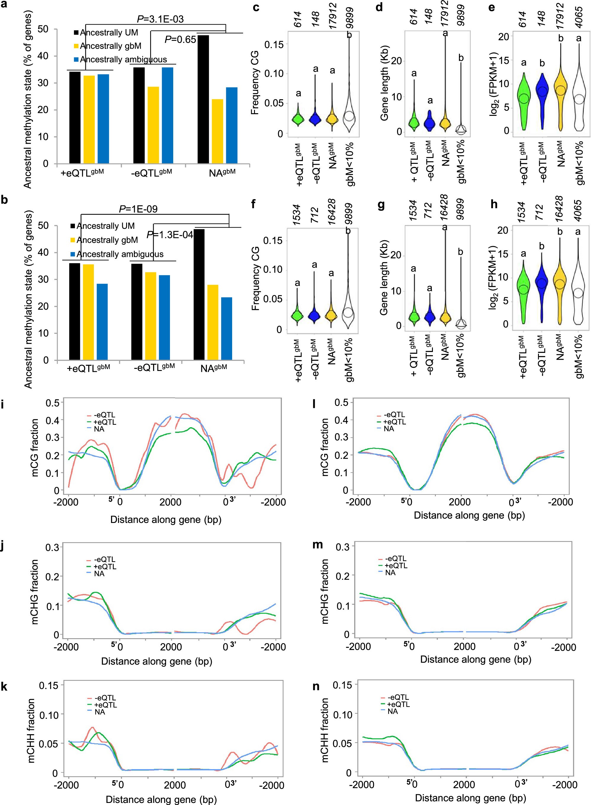 Extended Data Fig. 3: Characteristics of eQTL gbM genes.